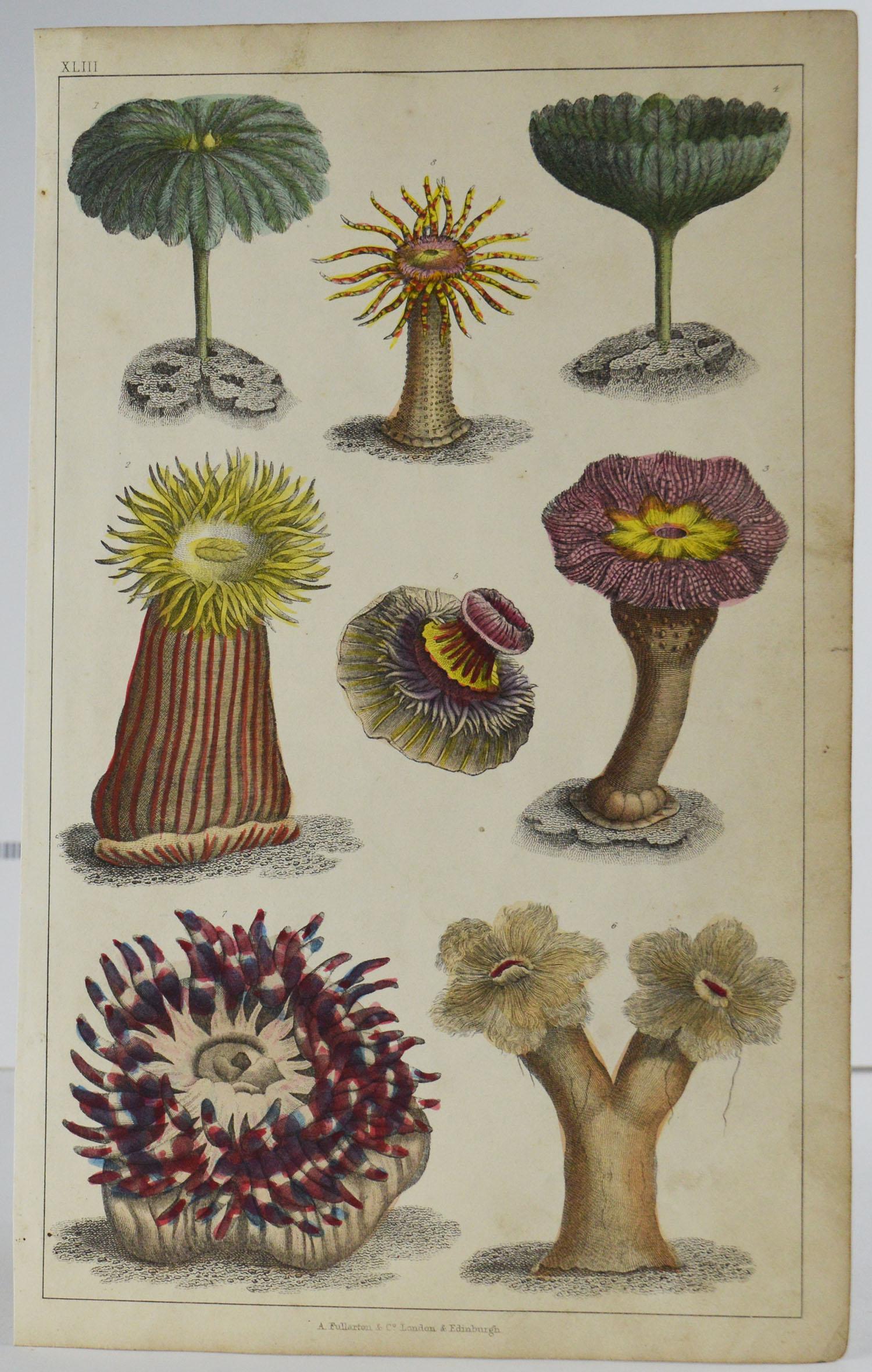 Other Set of 12 Antique Natural History Prints, 1847
