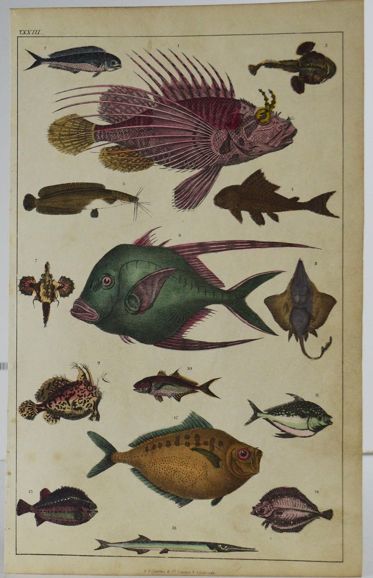 Set of 12 Antique Natural History Prints, 1847 In Good Condition For Sale In St Annes, Lancashire