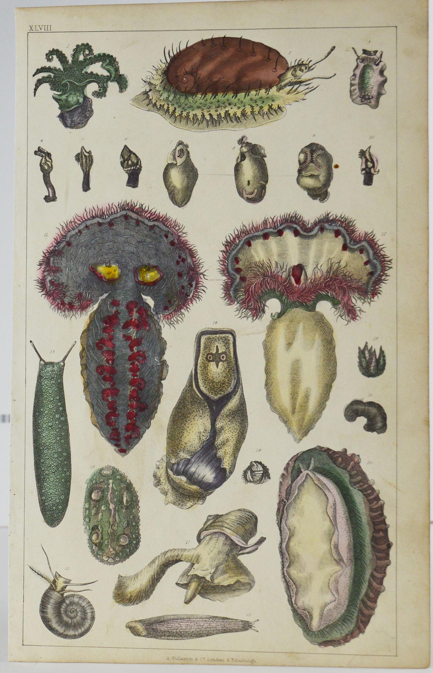 Mid-19th Century Set of 12 Antique Natural History Prints, 1847
