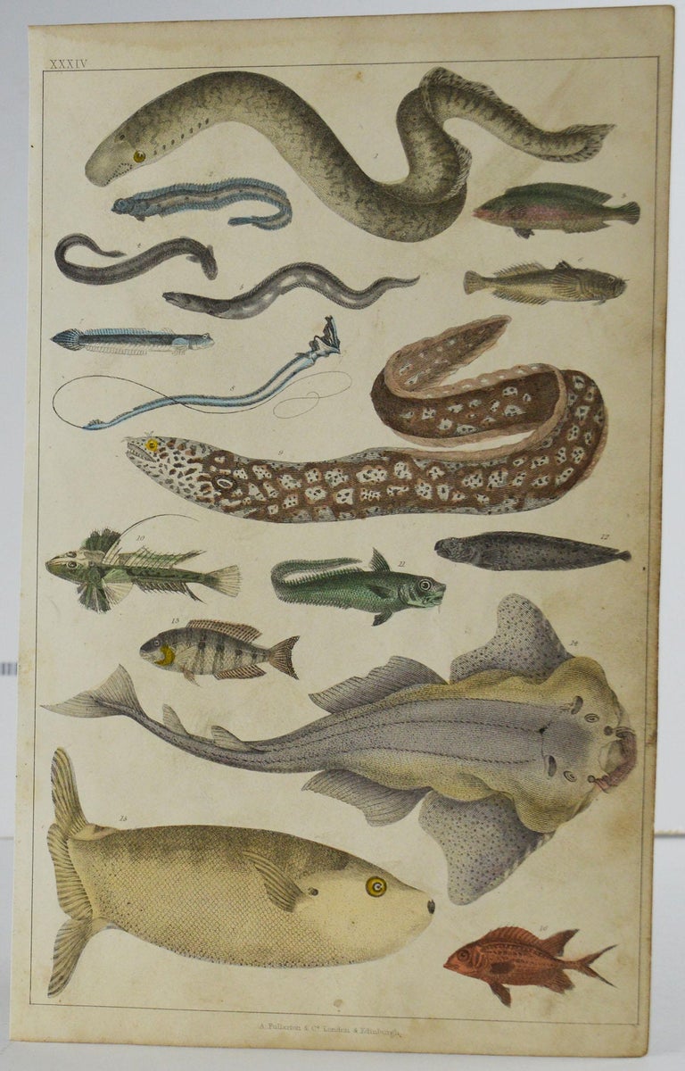 Paper Set of 12 Antique Natural History Prints, 1847 For Sale