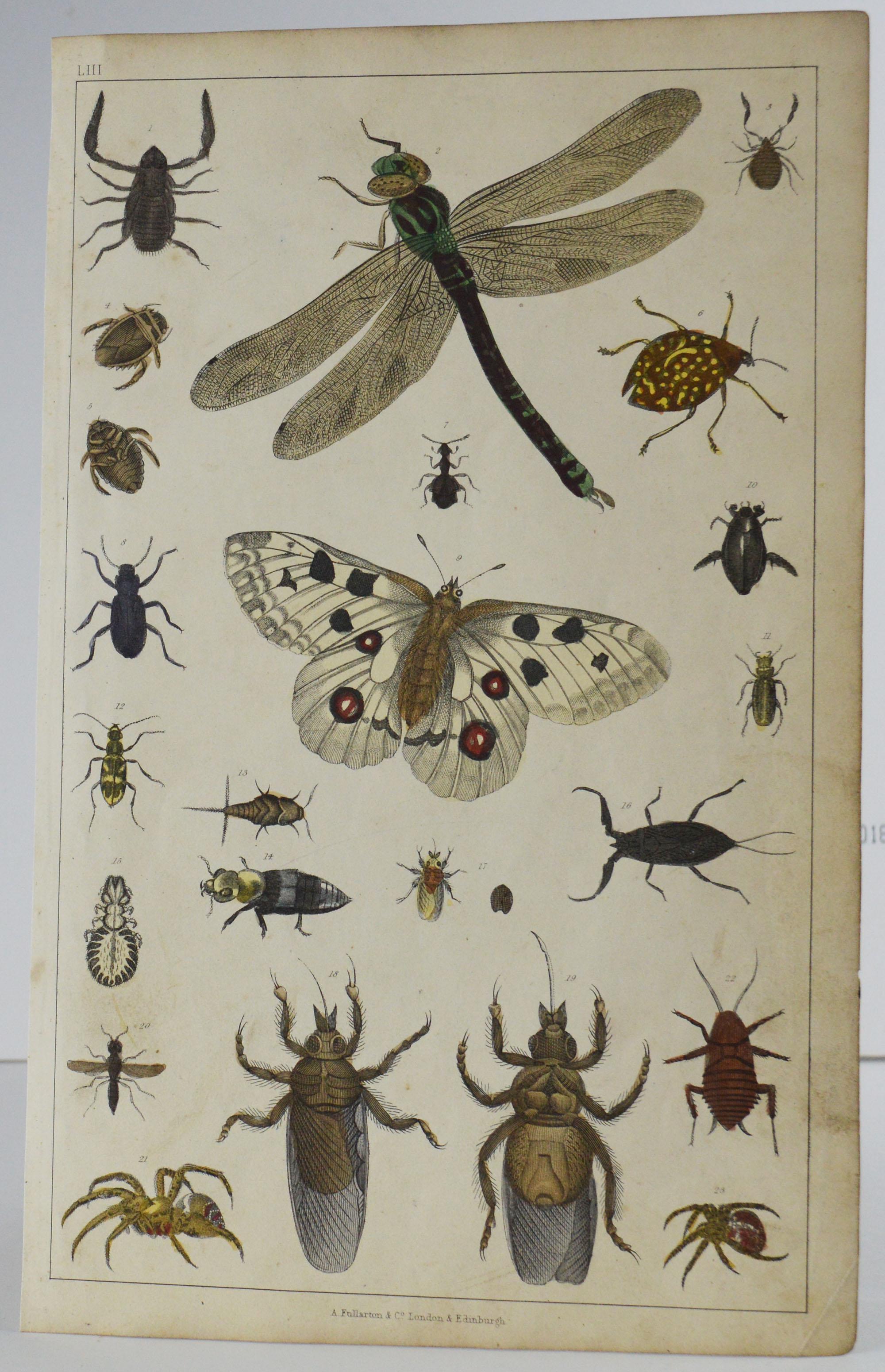 Set of 12 Antique Natural History Prints, 1847 1
