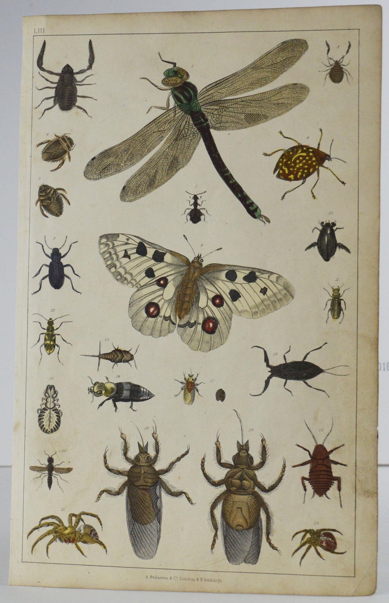 Set of 12 Antique Natural History Prints, 1847 For Sale 1