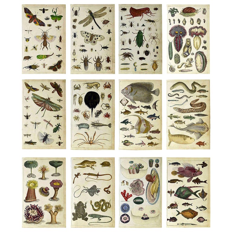 Set of 12 Antique Natural History Prints, 1847 For Sale