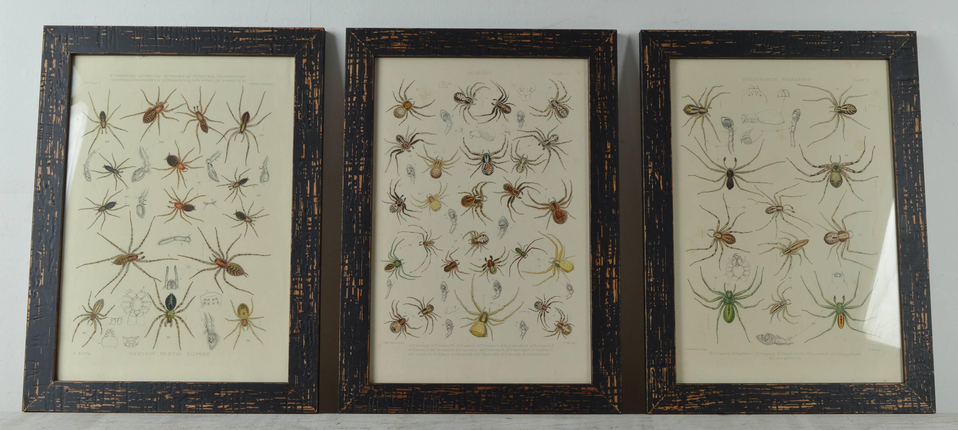 Wonderful set of 12 spider prints.

Steel Engravings by Tuffen West with original colour.

Published 1861.

Presented in slightly distressed black painted frames.