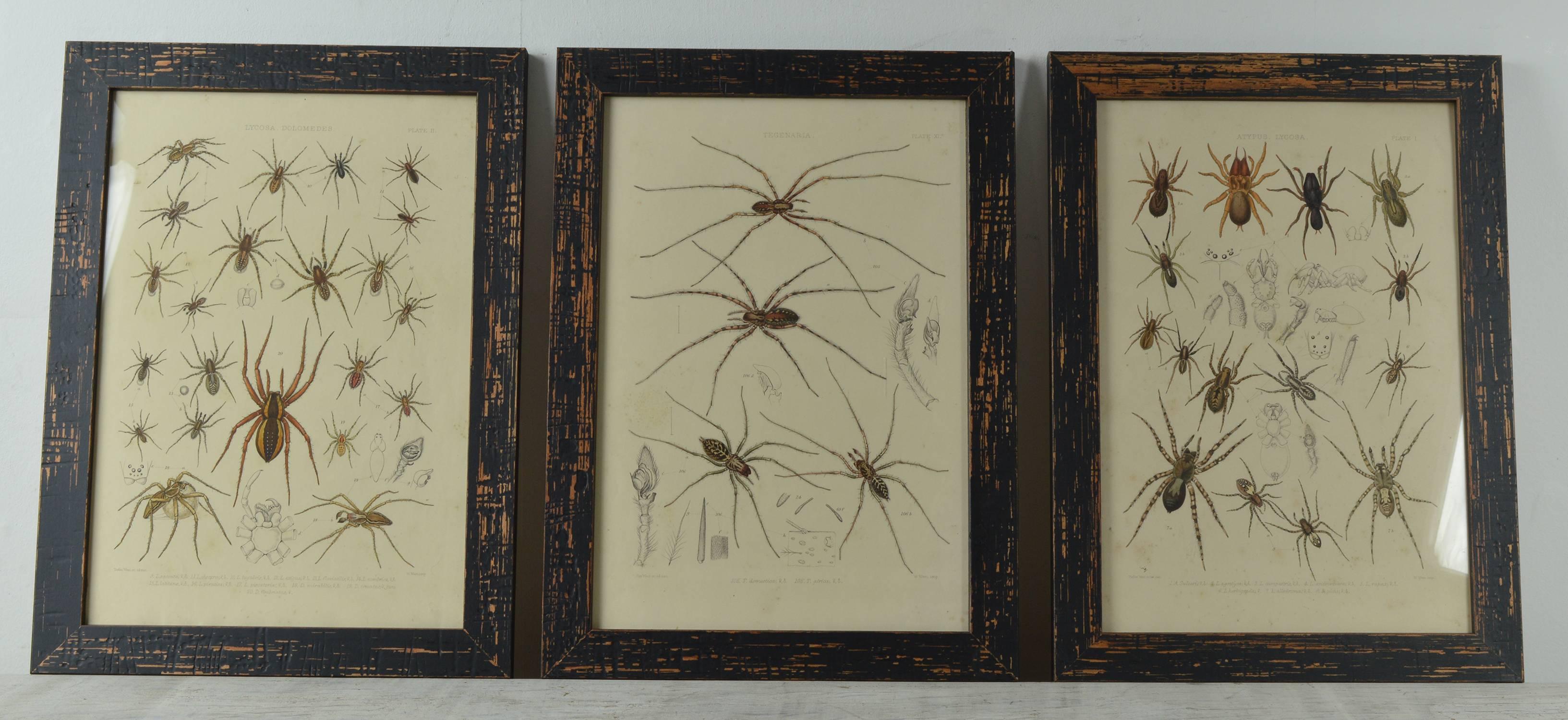 English Set of 12 Antique Spider Prints, 1861