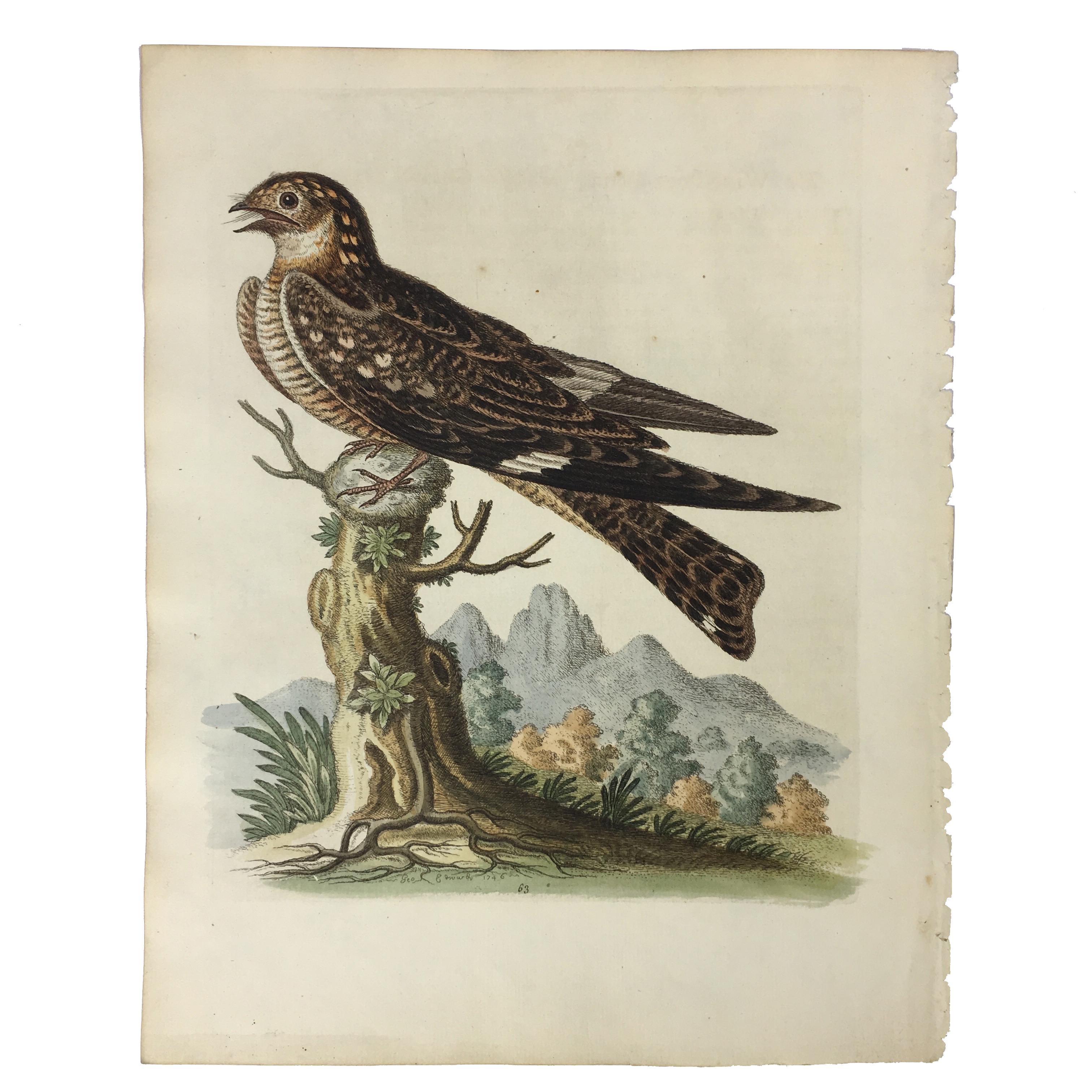 Paper Set of 12 Bird Prints by George Edwards, circa 1750