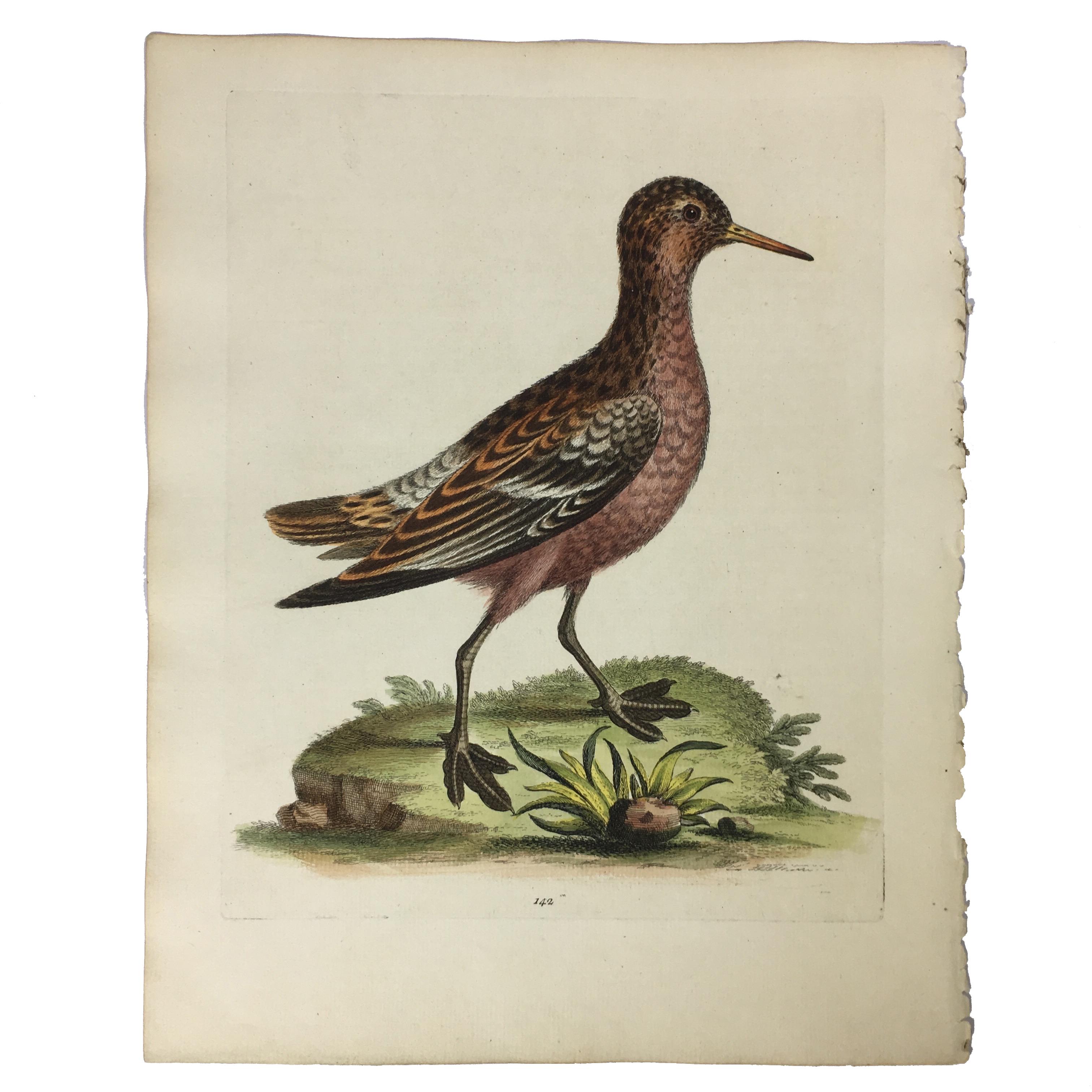 Set of 12 Bird Prints by George Edwards, circa 1750 1