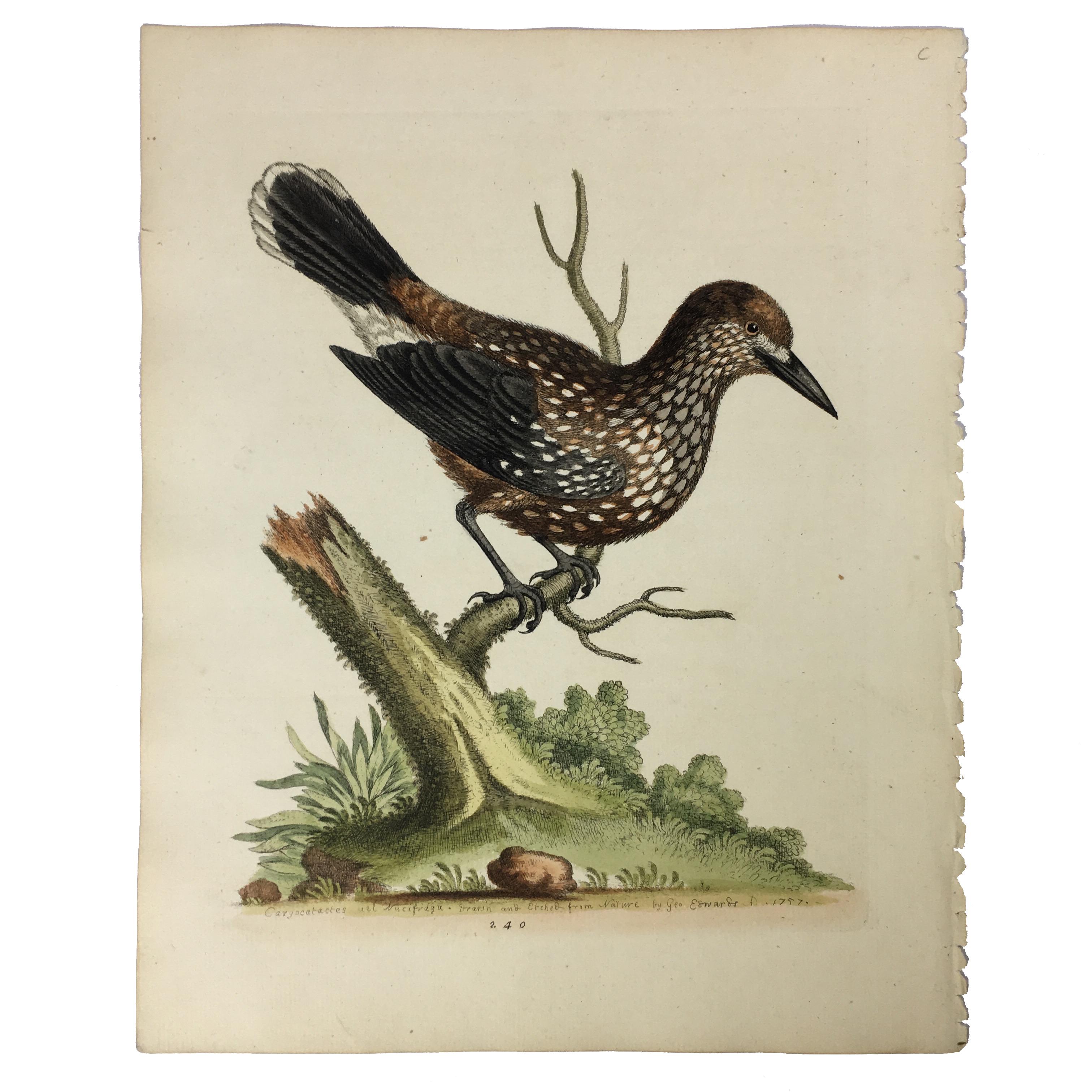Set of 12 Bird Prints by George Edwards, circa 1750 2