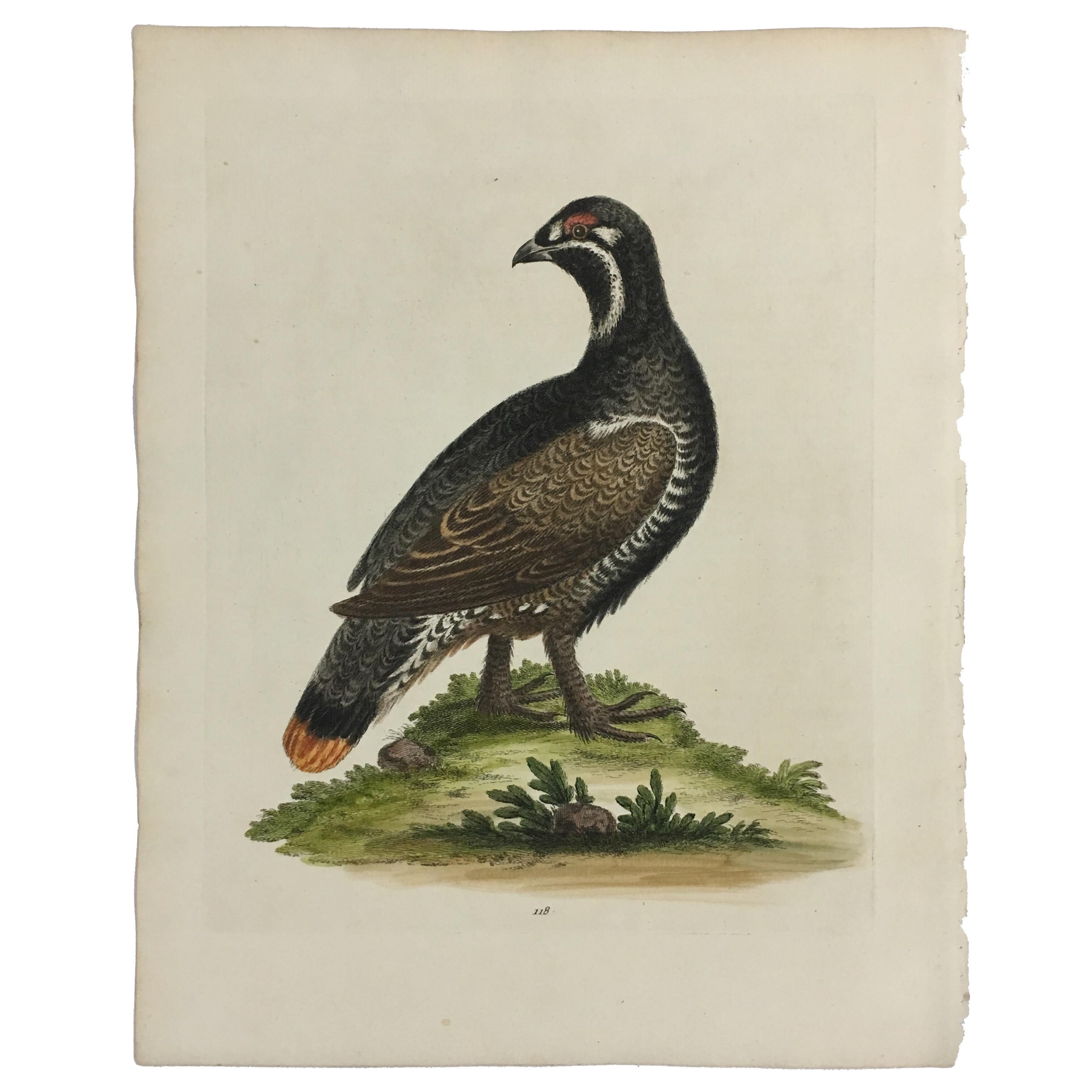 Set of 12 Bird Prints by George Edwards, circa 1750 5