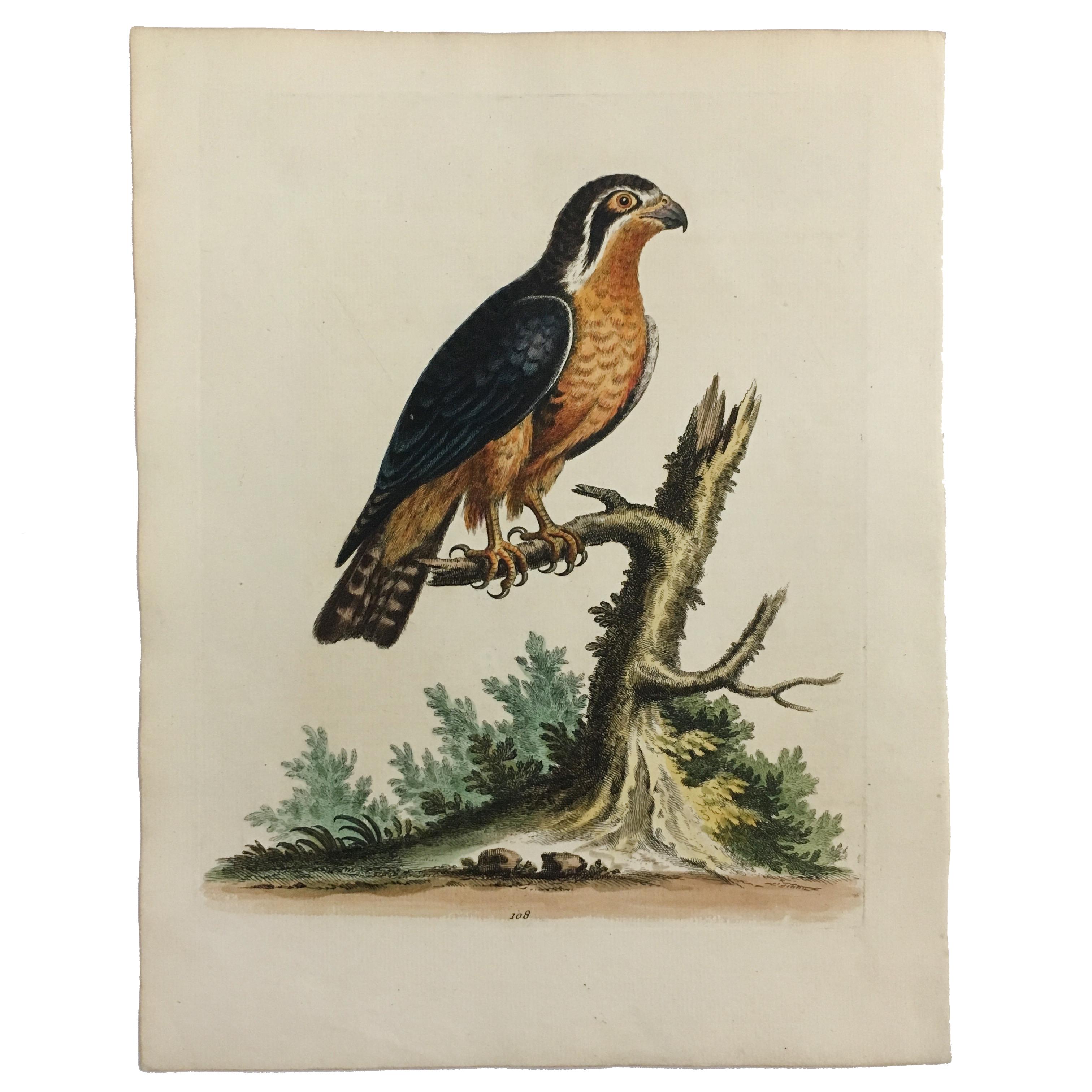 Set of 12 Bird Prints by George Edwards, circa 1750 6