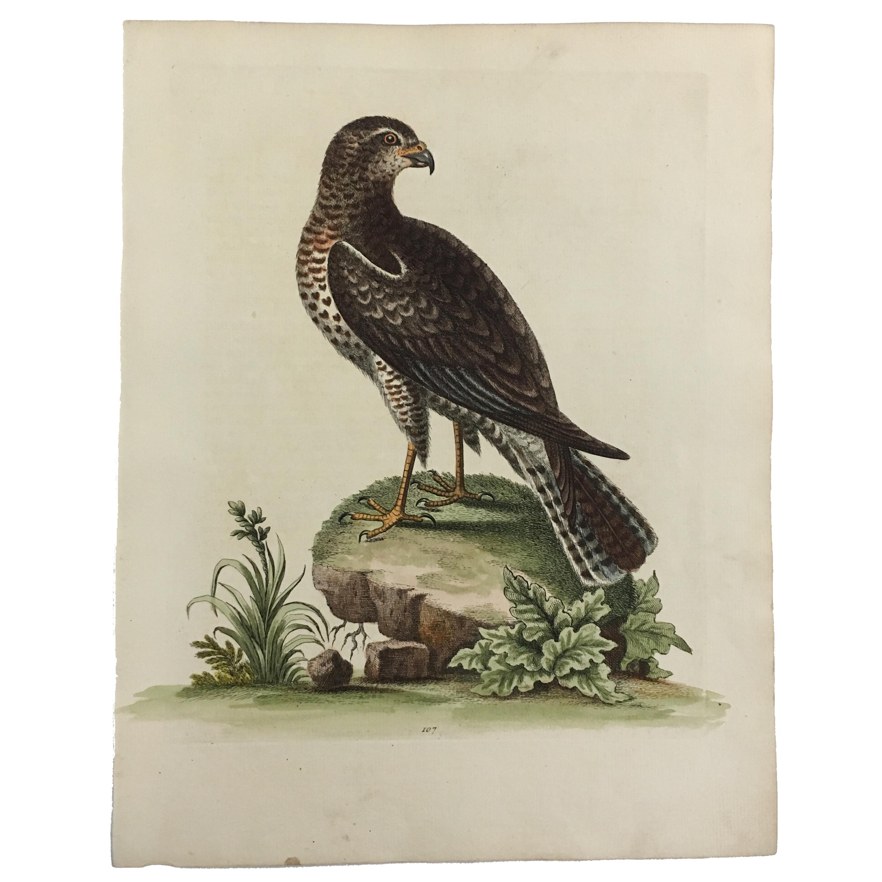 Set of 12 Bird Prints by George Edwards, circa 1750 8