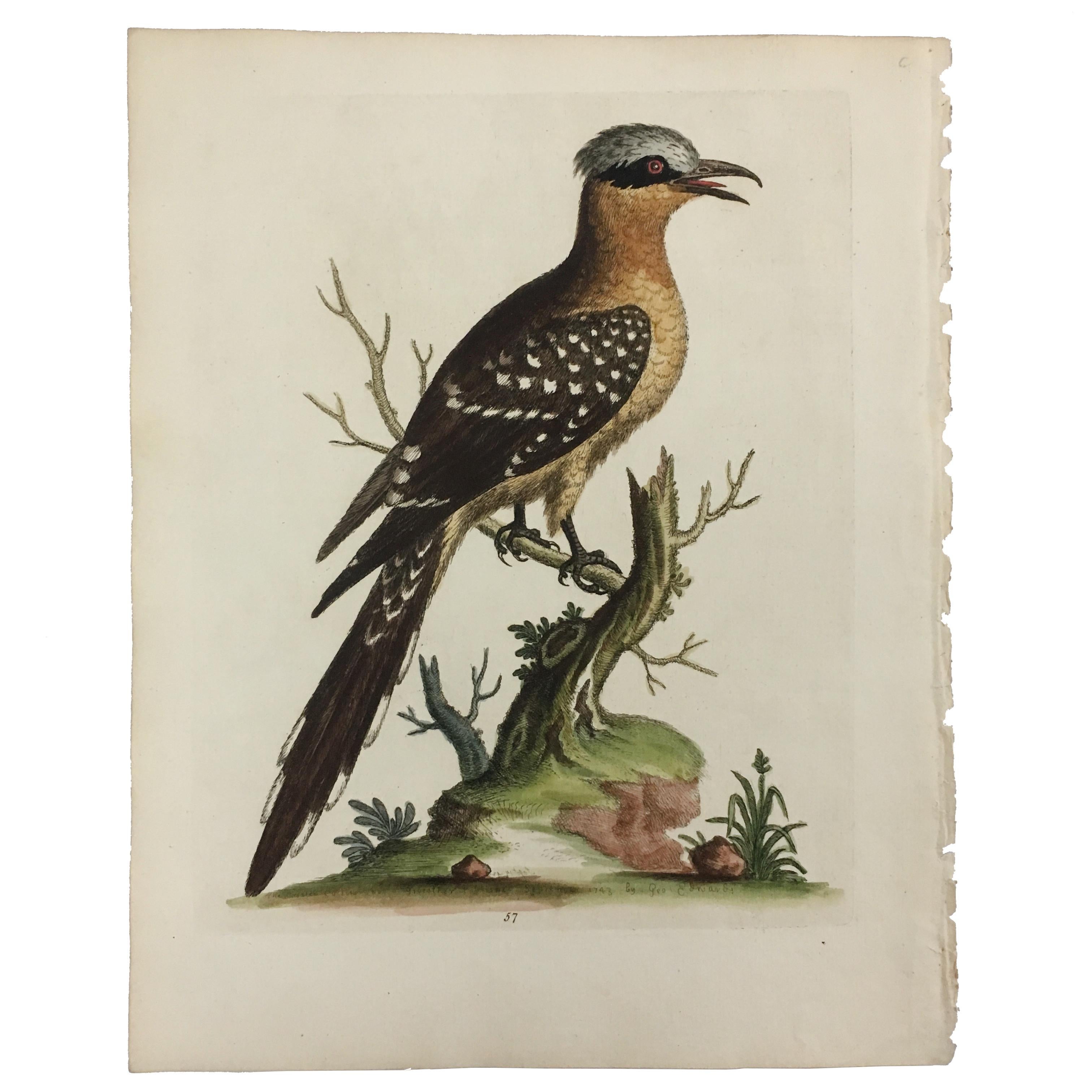 Georgian Set of 12 Bird Prints by George Edwards, circa 1750