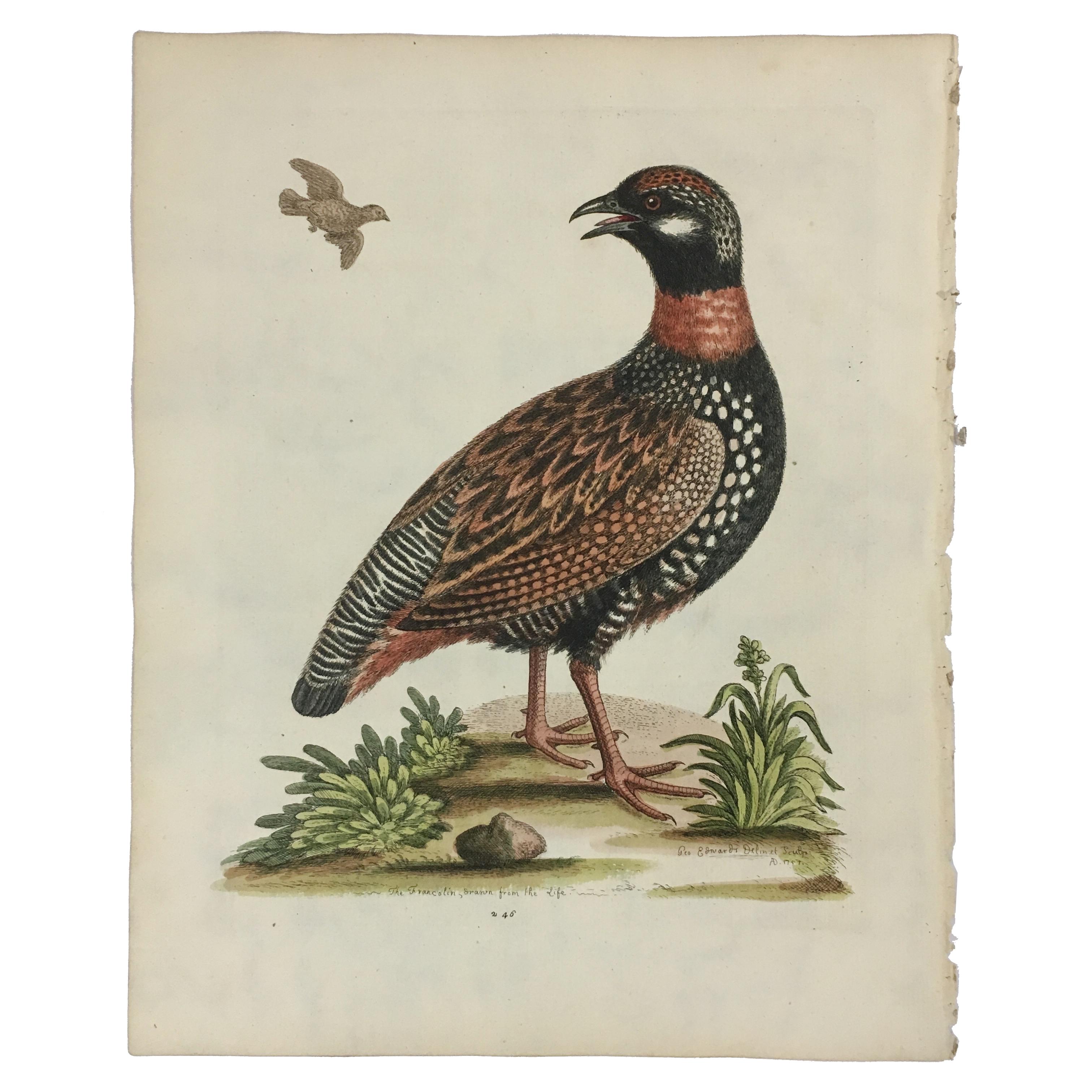British Set of 12 Bird Prints by George Edwards, circa 1750