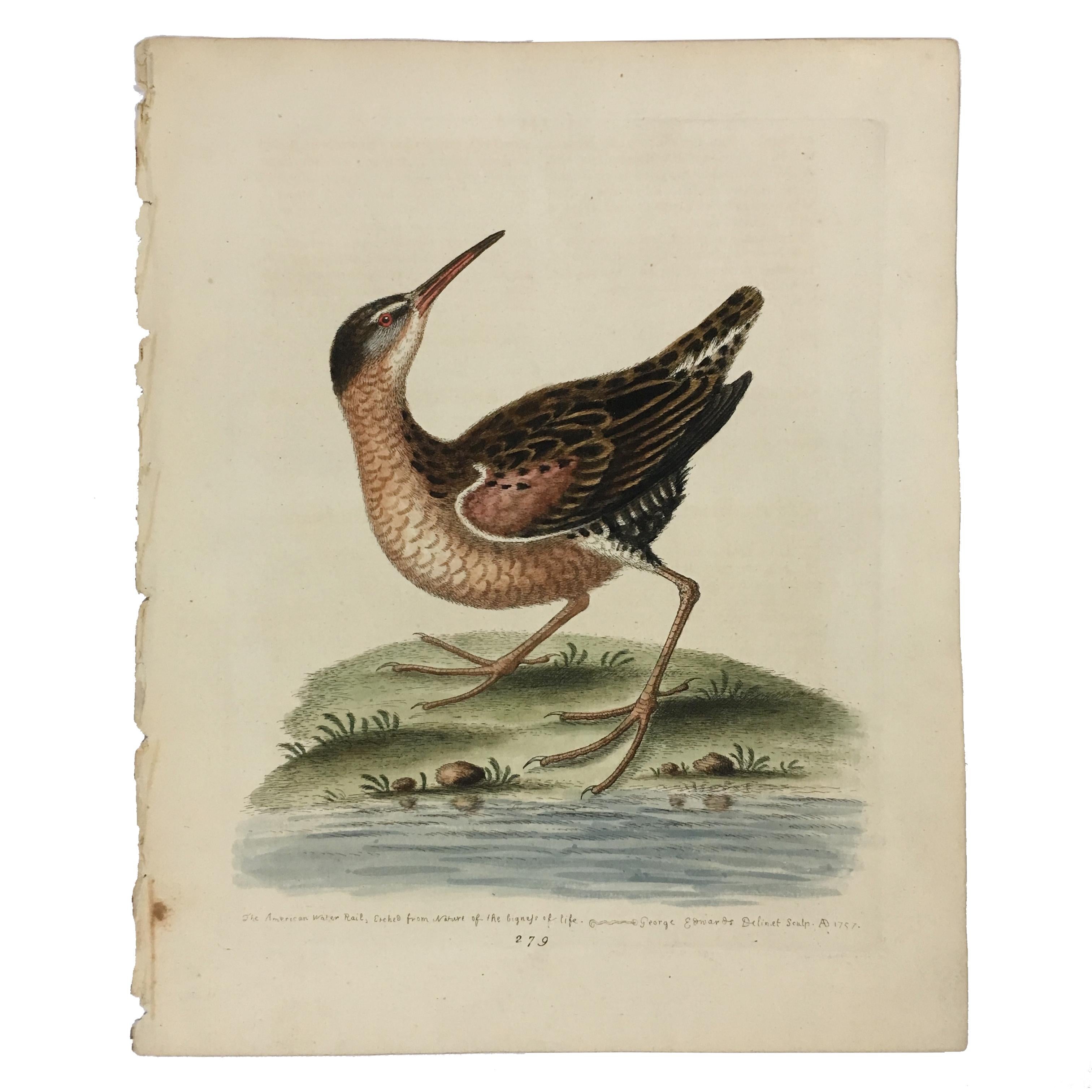 18th Century and Earlier Set of 12 Bird Prints by George Edwards, circa 1750