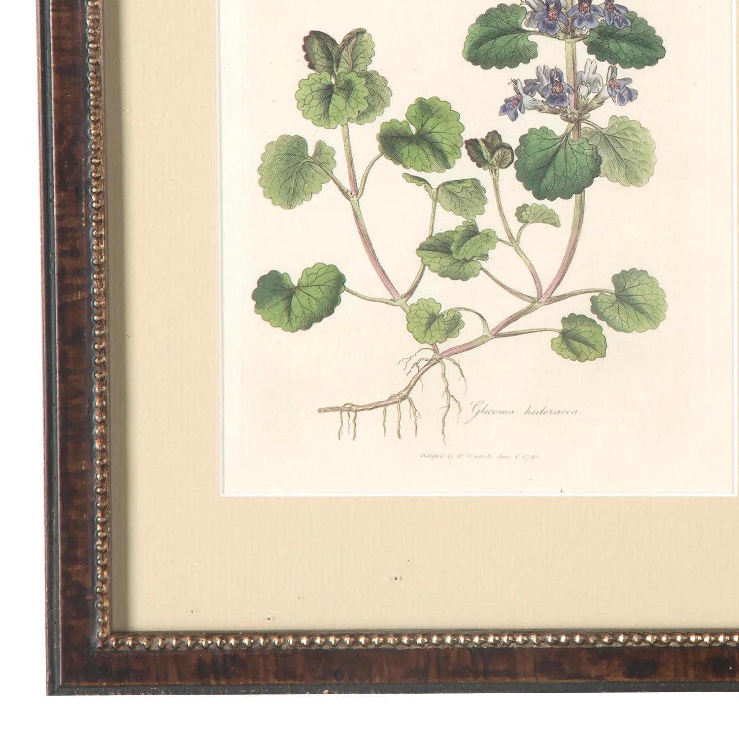 English Set of 12 Botanical Engravings by Woodville