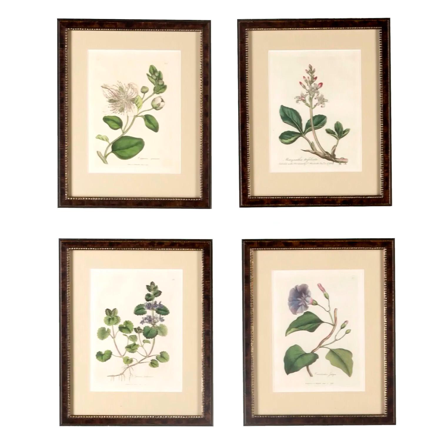 Set of 12 Botanical Engravings by Woodville In Good Condition In Tetbury, Gloucestershire