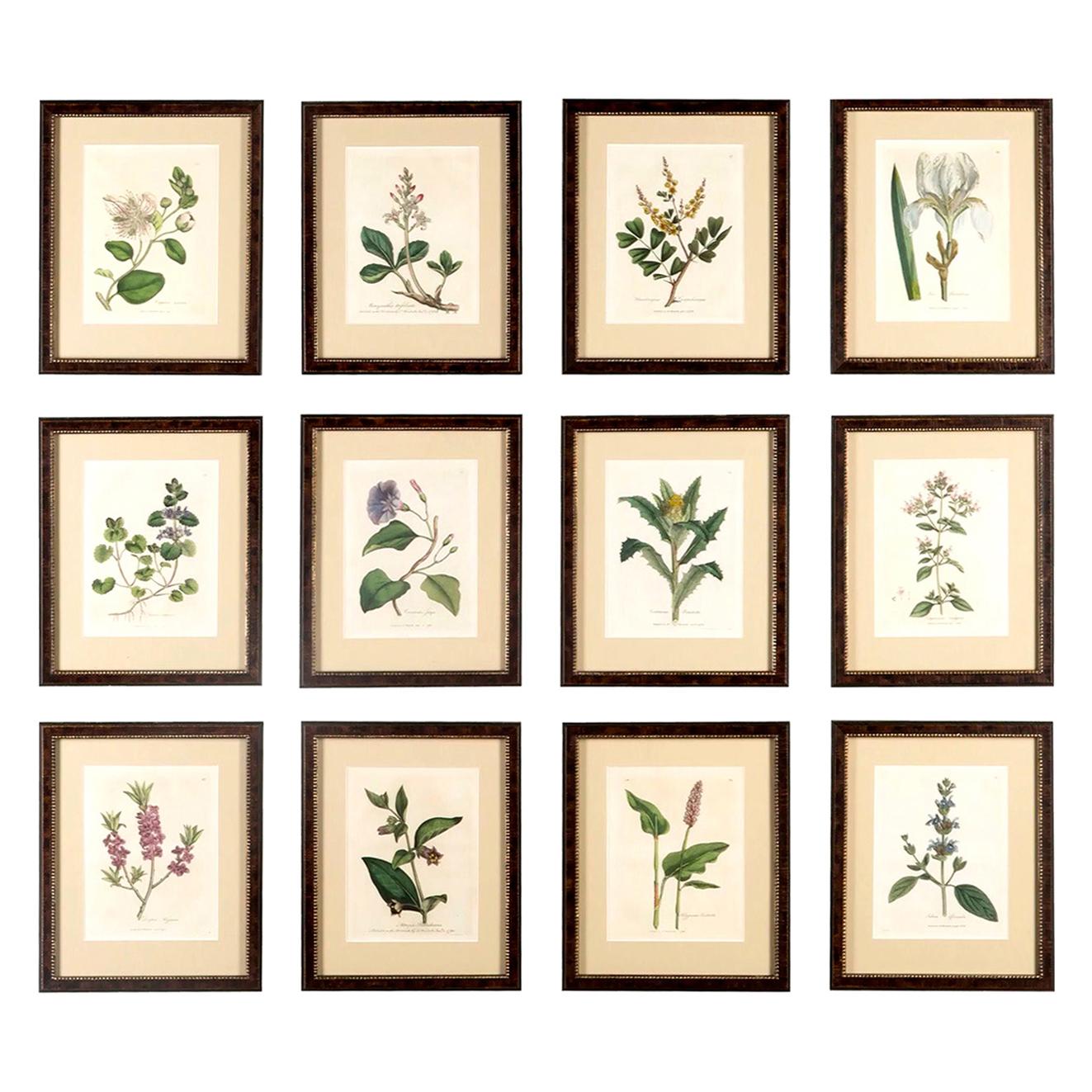 Set of 12 Botanical Engravings by Woodville