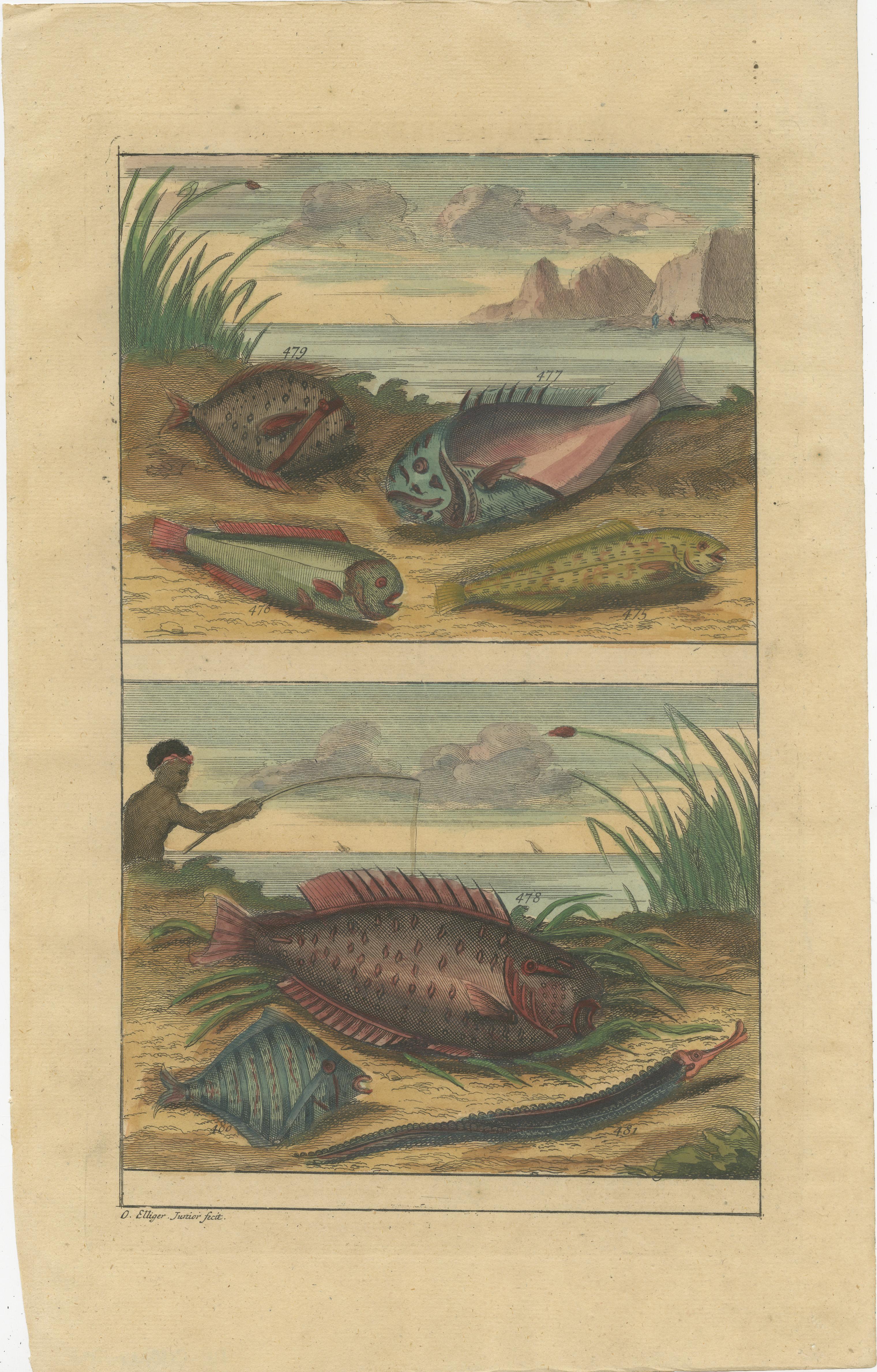 Set of 12 Colored Antique Prints of various Fish species and other Marine Life For Sale 5