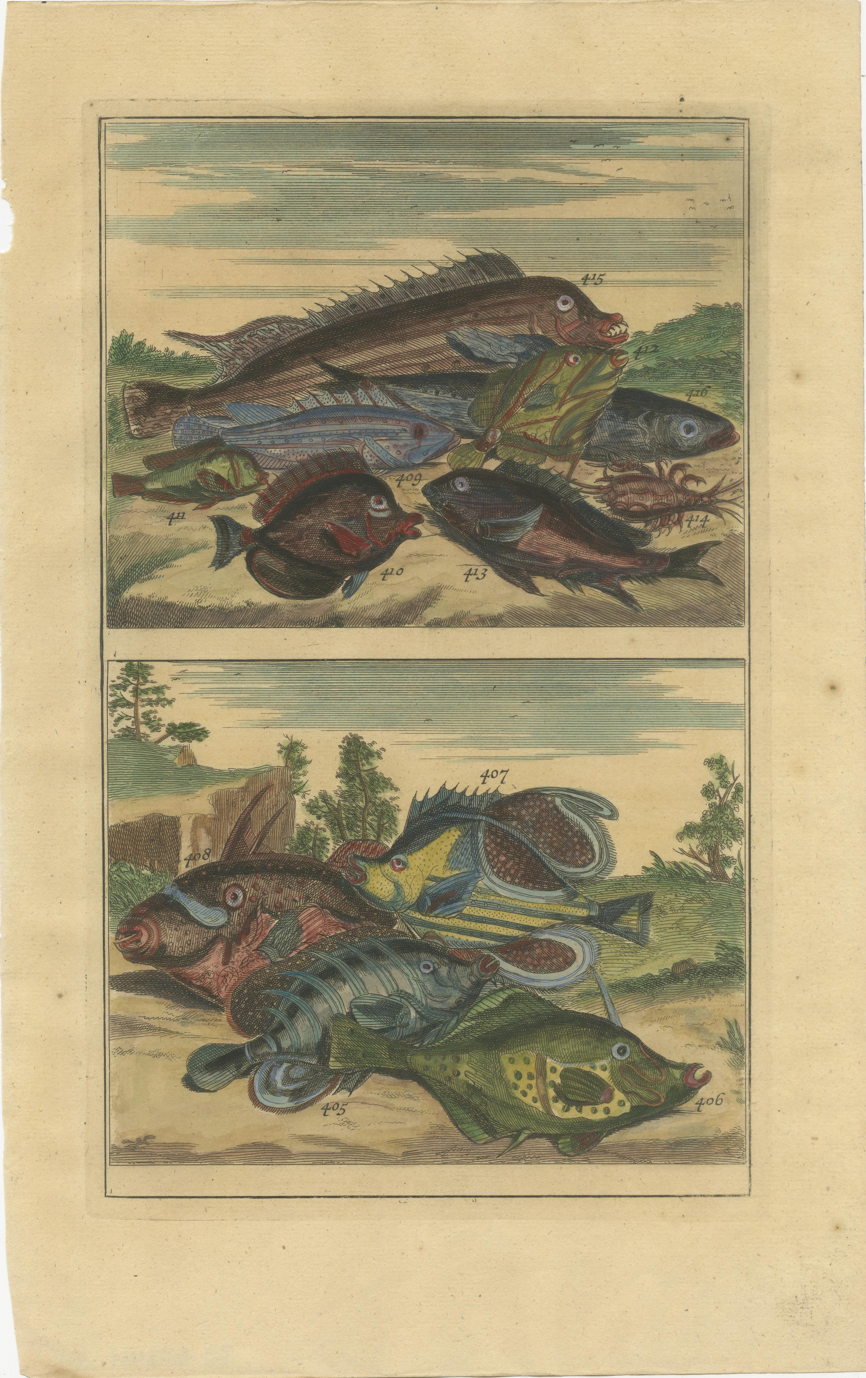 Set of 12 Colored Antique Prints of various Fish species and other Marine Life For Sale 6
