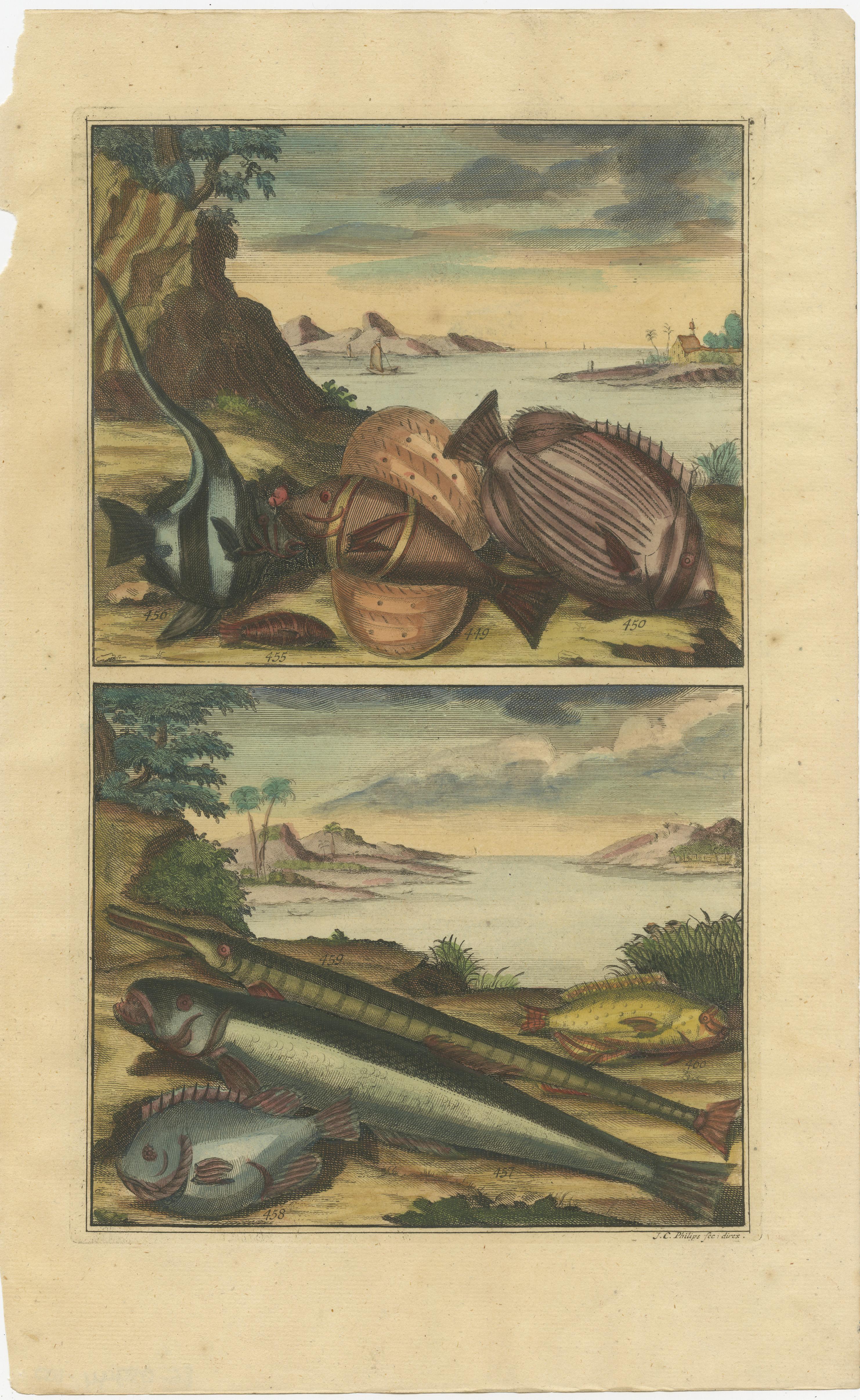 Set of 12 Colored Antique Prints of various Fish species and other Marine Life For Sale 7