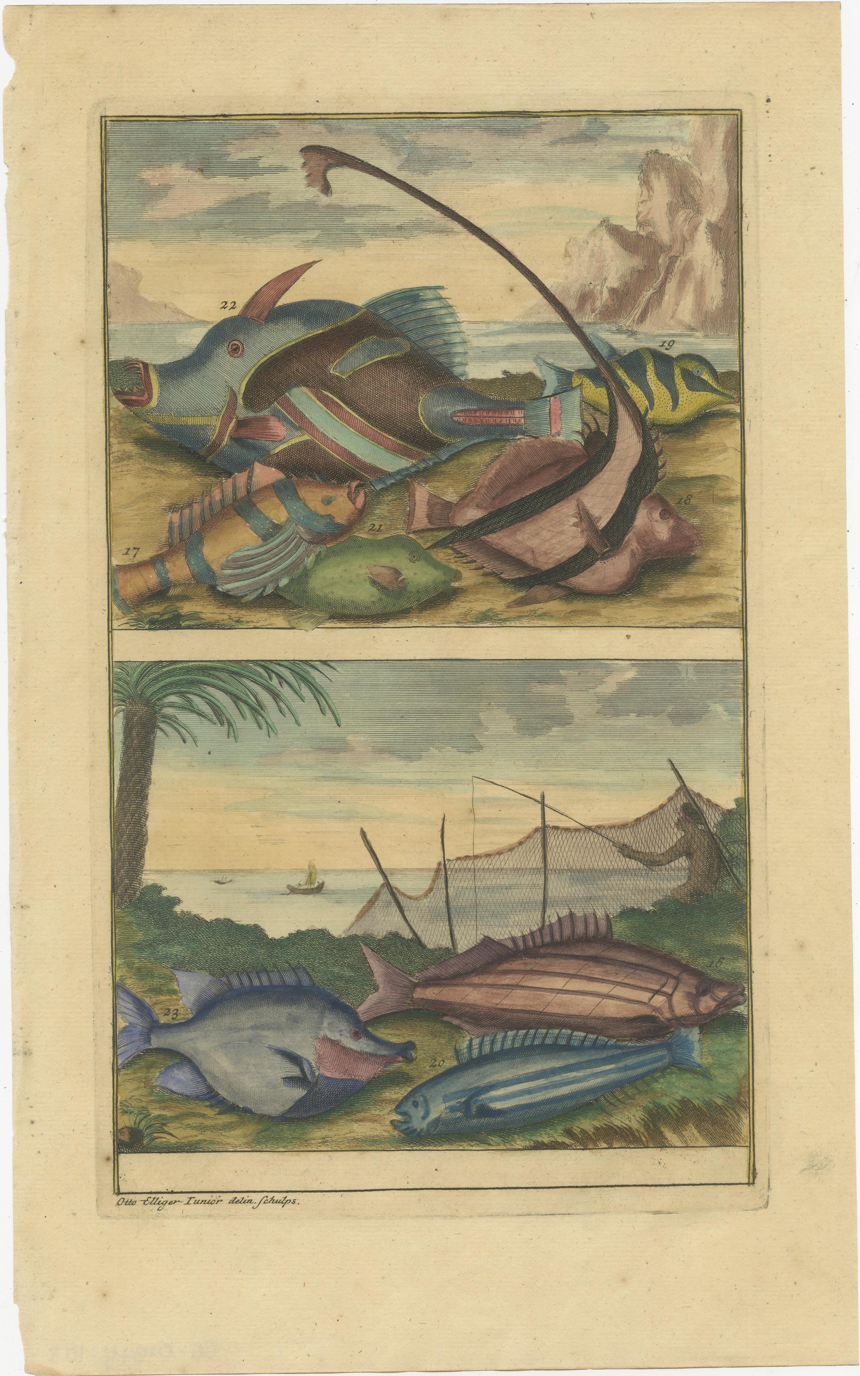 Set of 12 Colored Antique Prints of various Fish species and other Marine Life For Sale 8