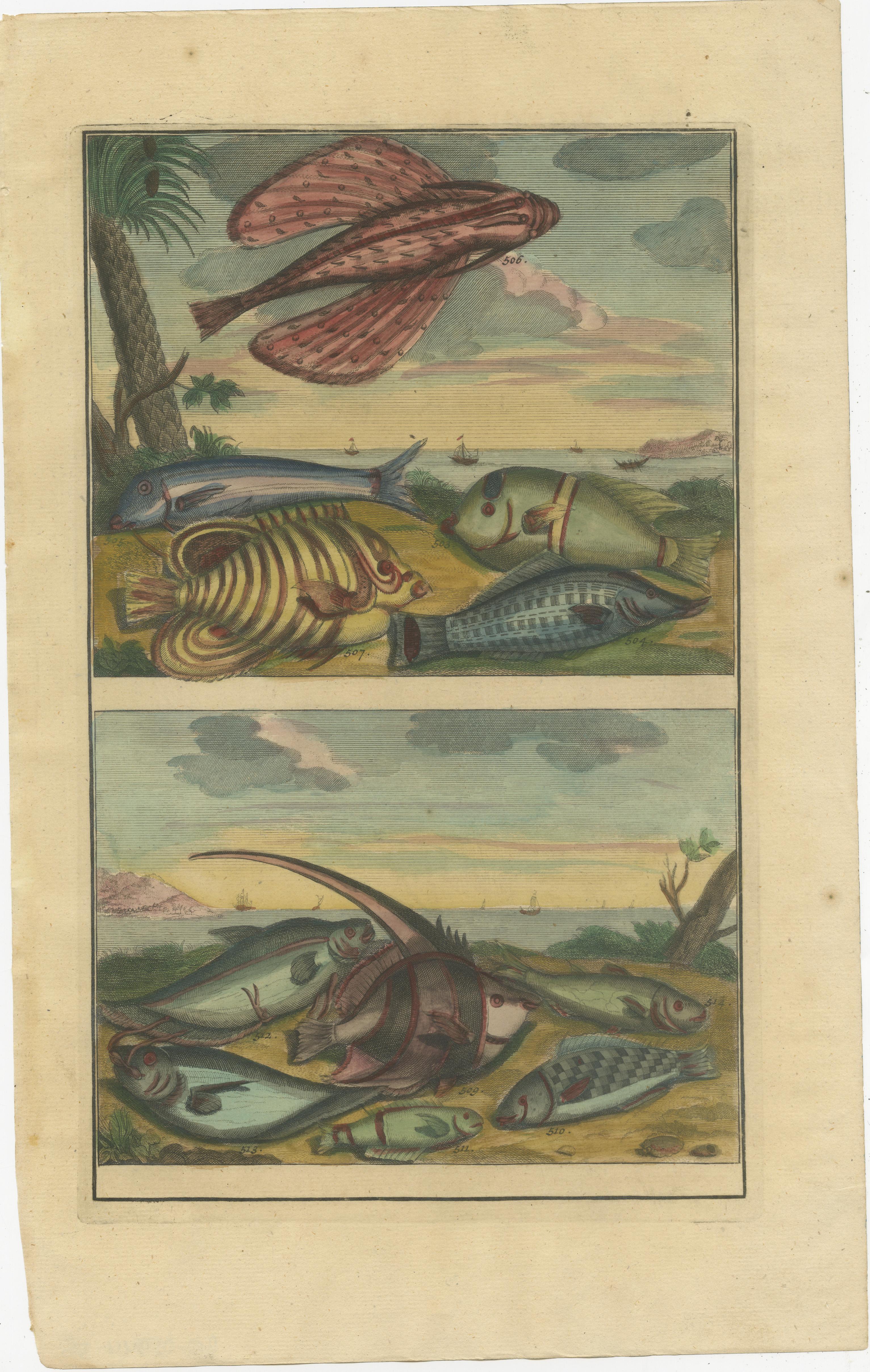 Set of twelve antique prints of various fish species and marine life. These print originate from 'Oud en Nieuw Oost-Indiën' by F. Valentijn.

François Valentyn or Valentijn (17 April 1666 – 6 August 1727) was a Dutch Calvinist minister, naturalist