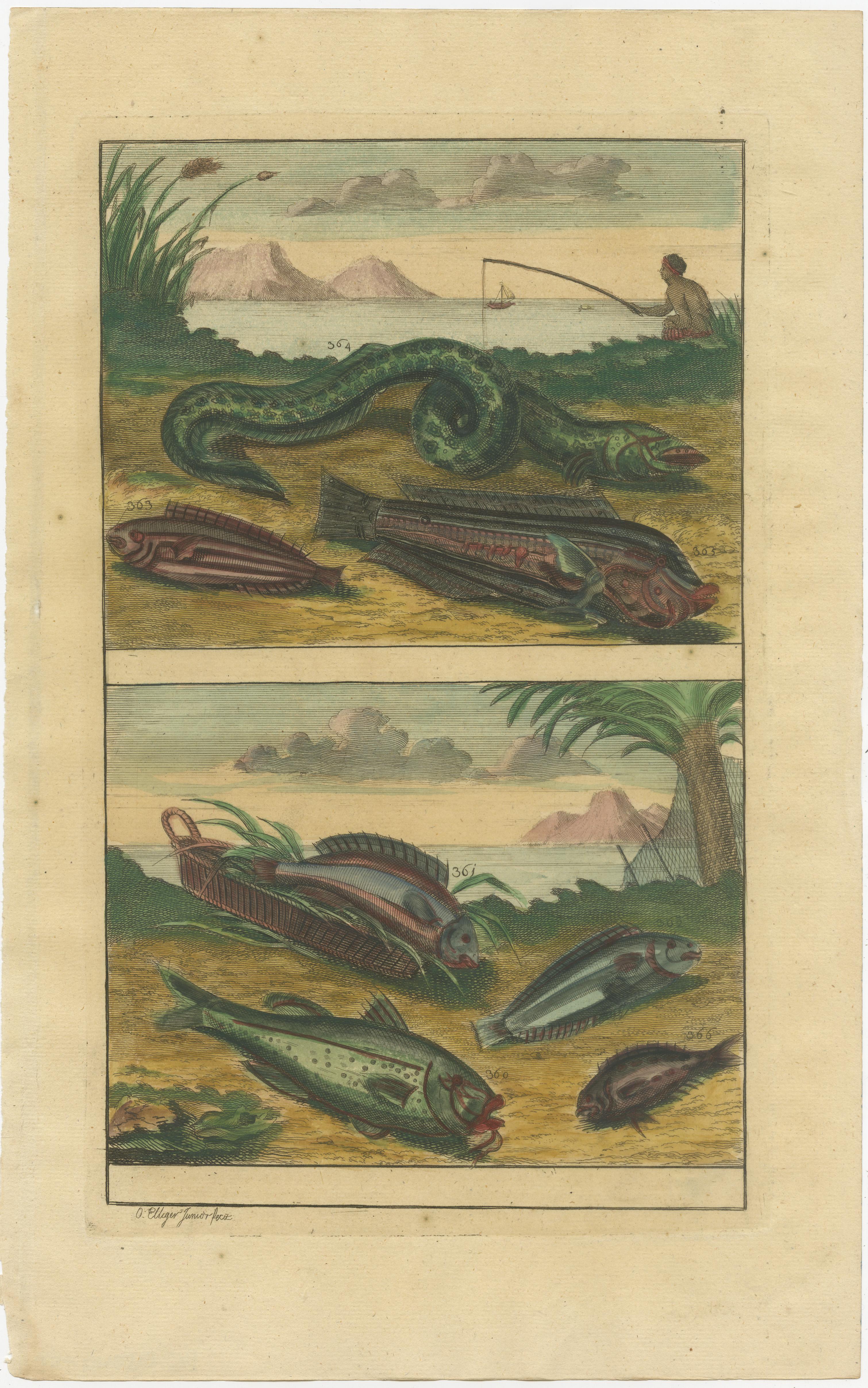 18th Century Set of 12 Colored Antique Prints of various Fish species and other Marine Life For Sale