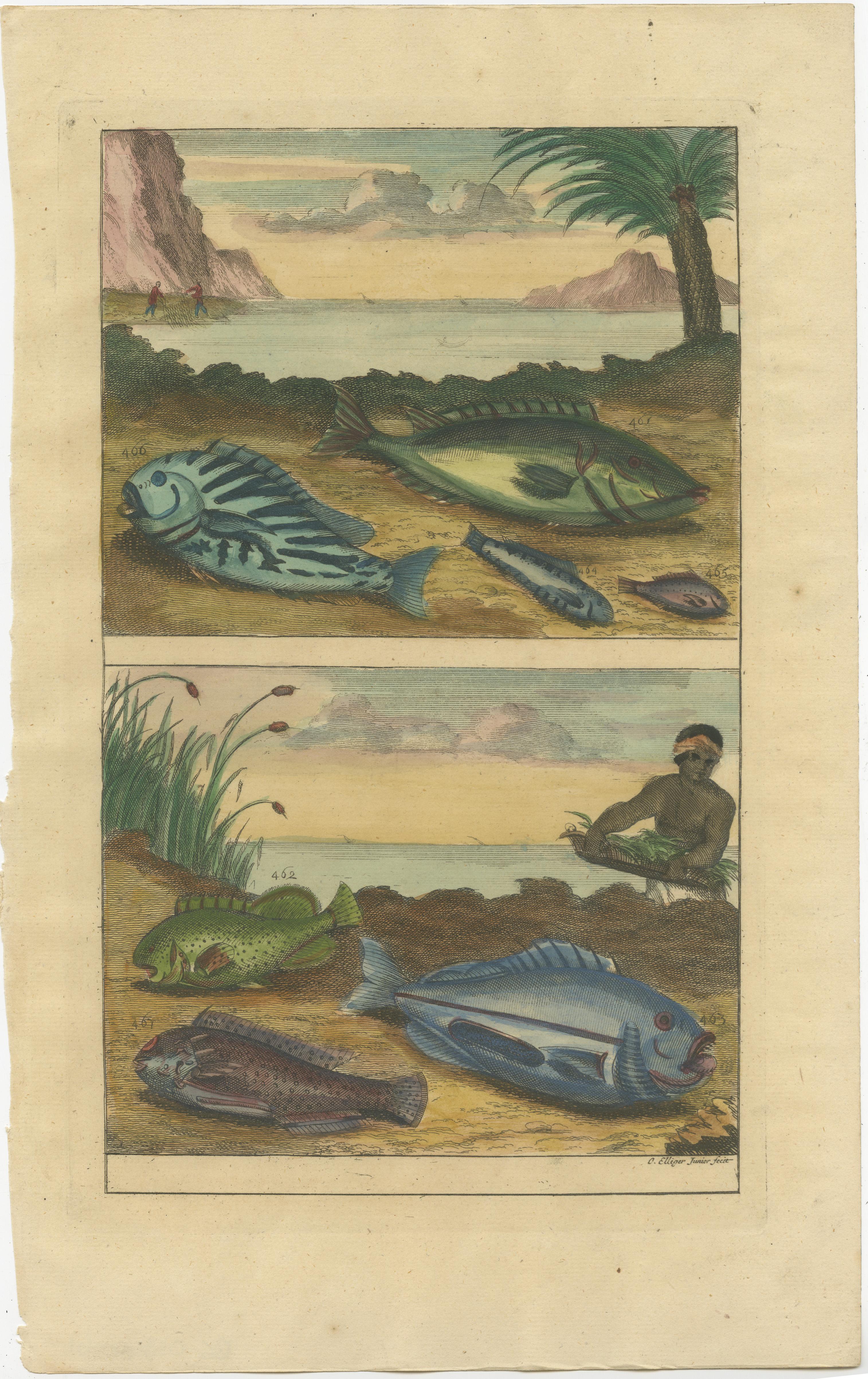 Set of 12 Colored Antique Prints of various Fish species and other Marine Life For Sale 1