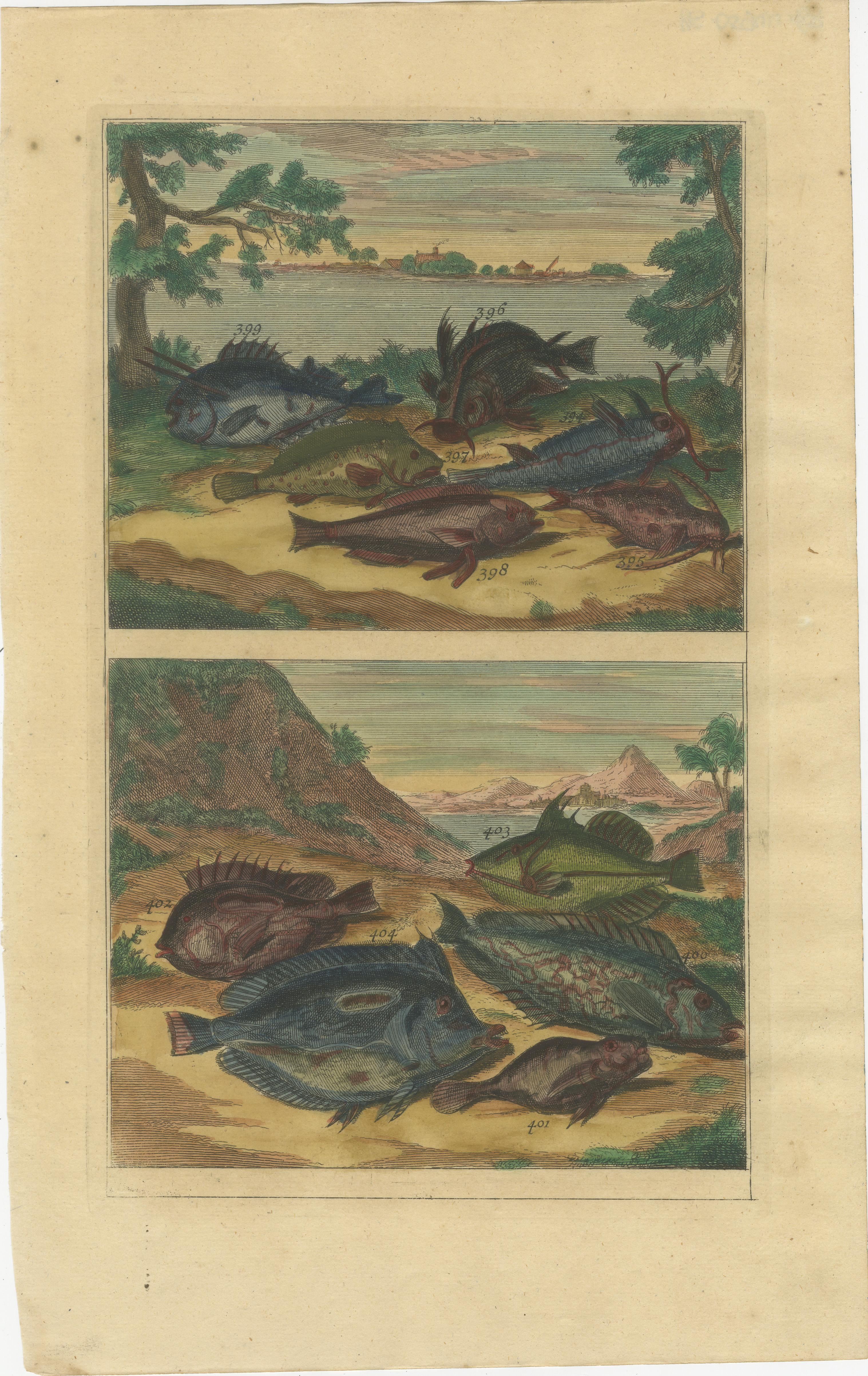 Set of 12 Colored Antique Prints of various Fish species and other Marine Life For Sale 2