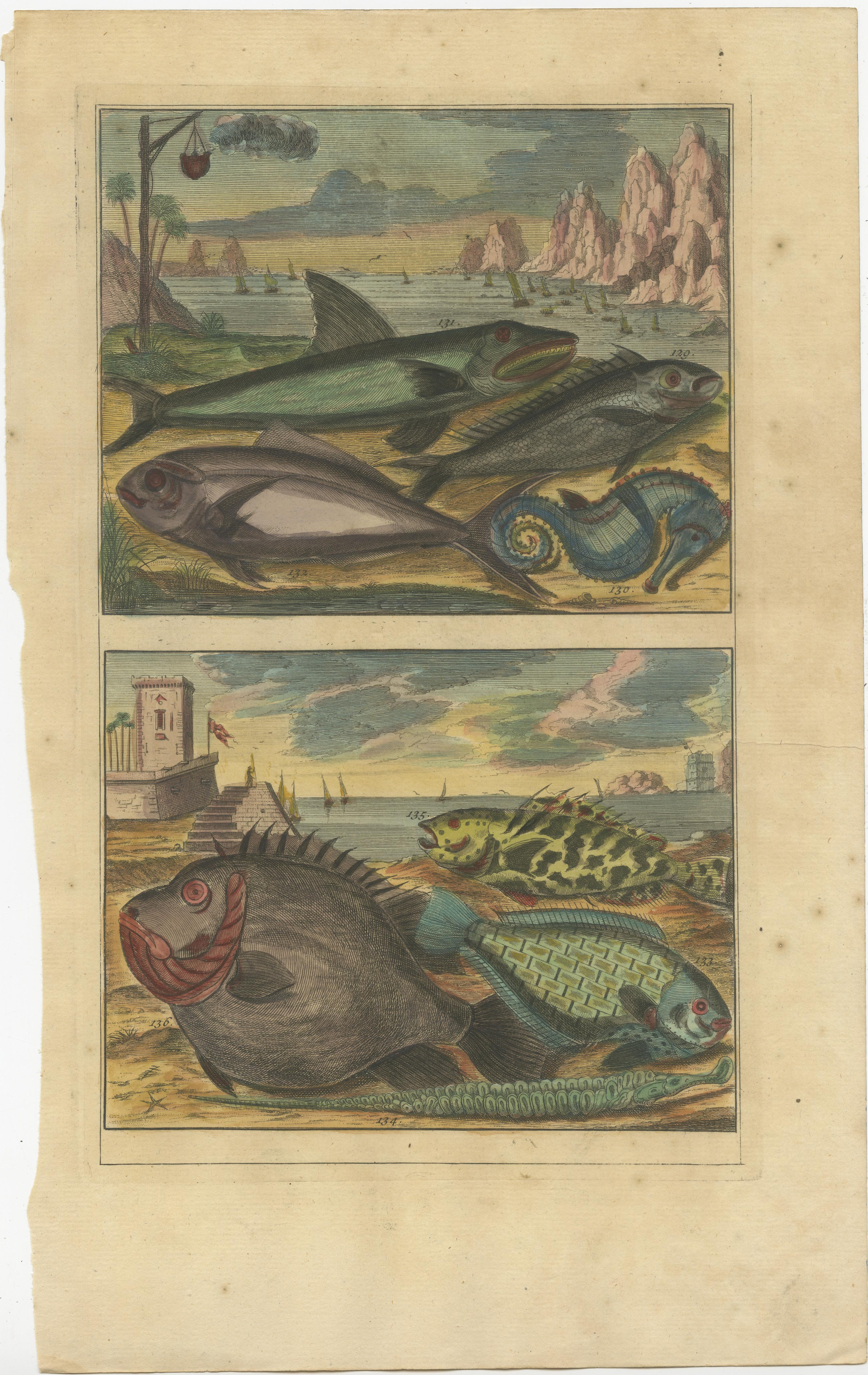 Set of 12 Colored Antique Prints of various Fish species and other Marine Life For Sale 3