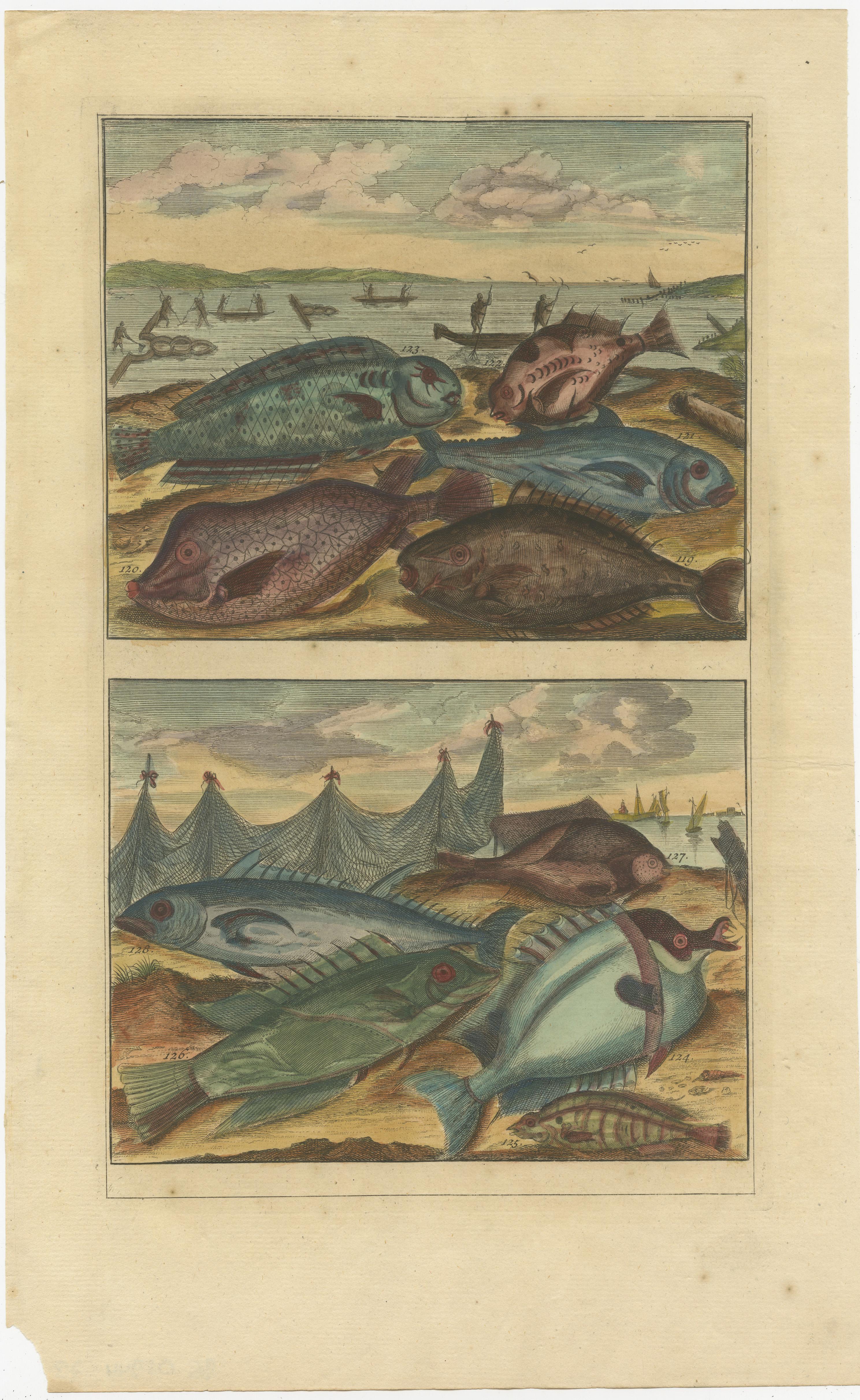 Set of 12 Colored Antique Prints of various Fish species and other Marine Life For Sale 4
