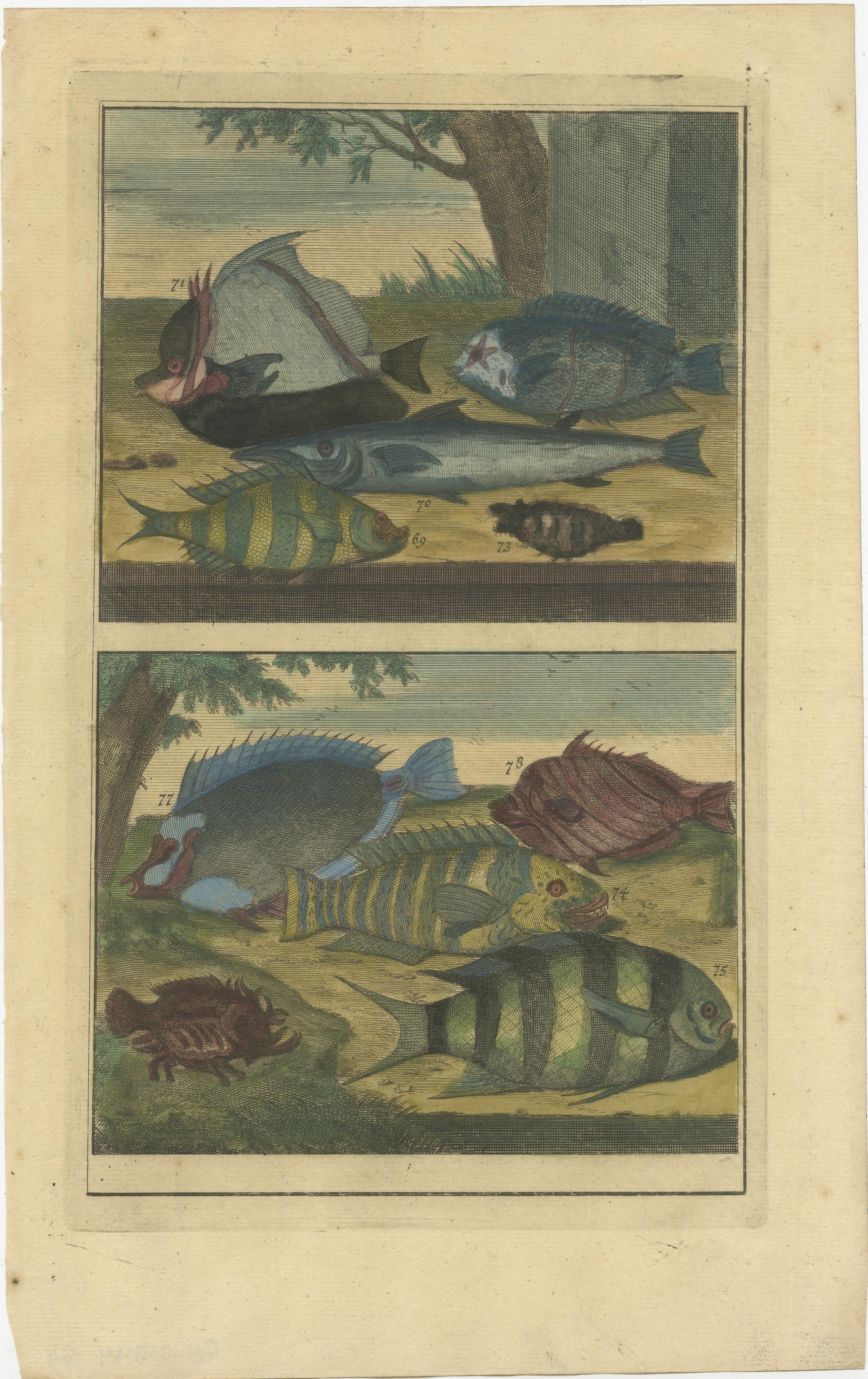 Set of 12 Colored Antique Prints of Various Fishes and Crustaceans For Sale 5