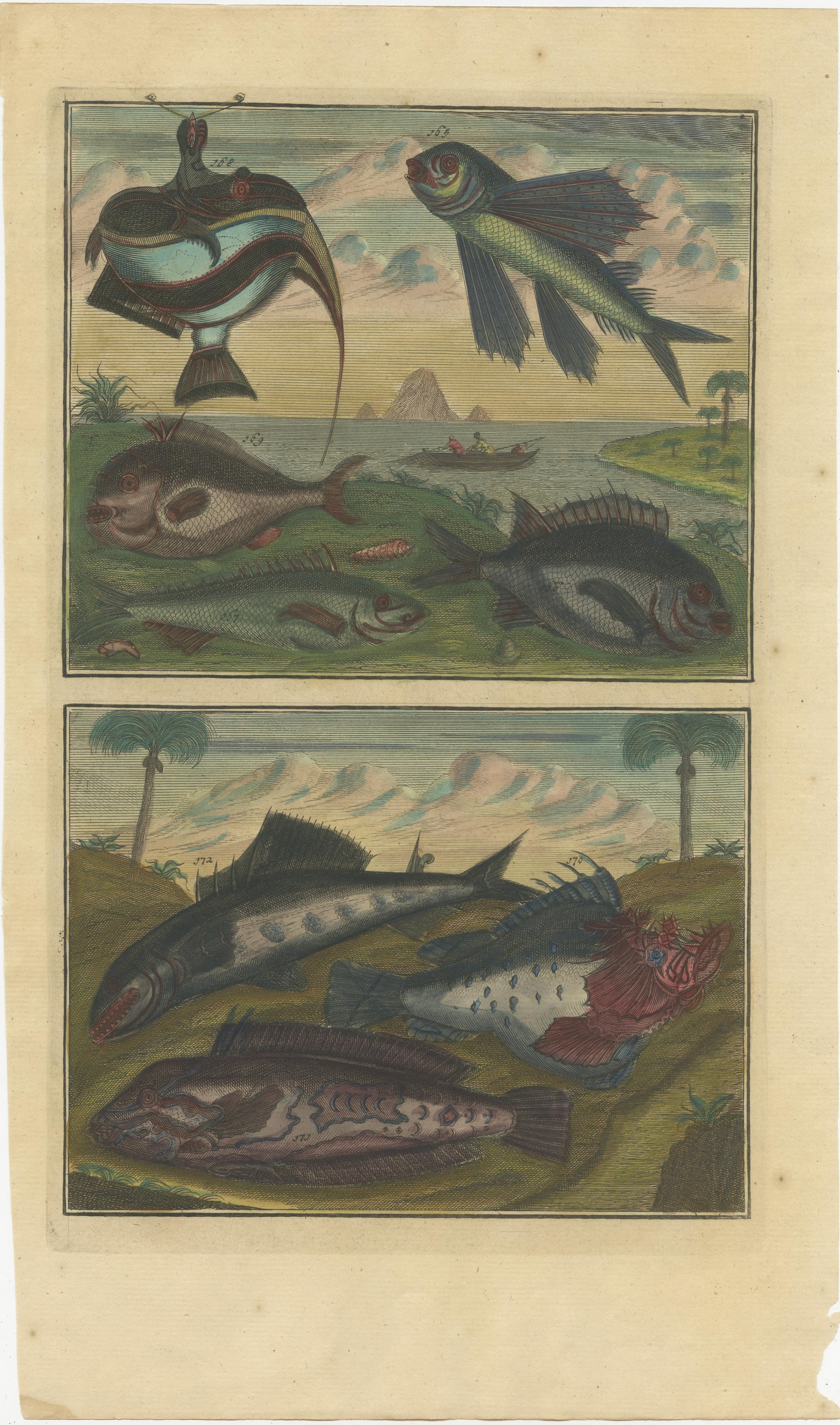 Set von 12 farbigen antiken Drucken von verschiedenen Fischen und Kreuzblumen im Angebot 6