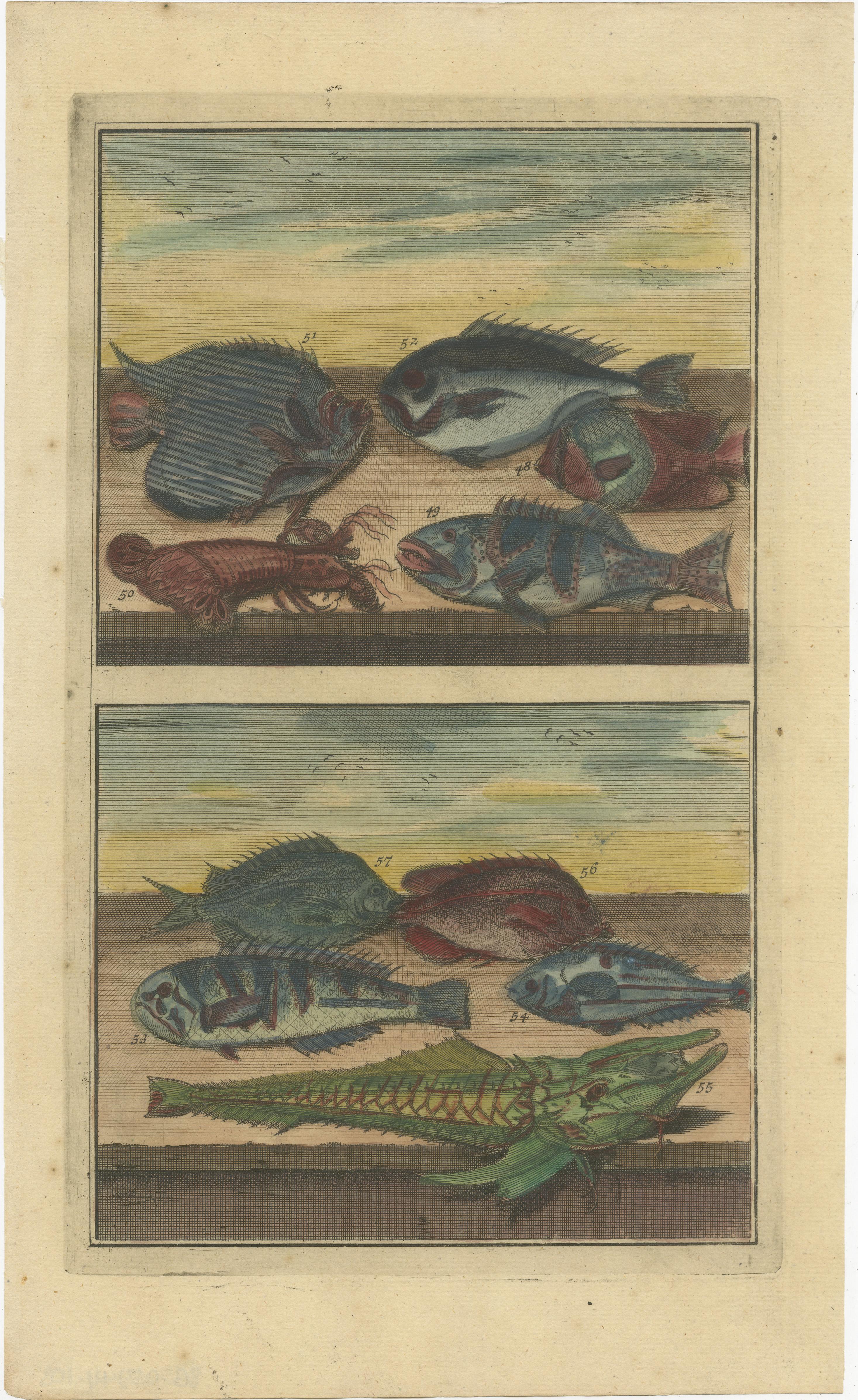 Set von 12 farbigen antiken Drucken von verschiedenen Fischen und Kreuzblumen im Angebot 7