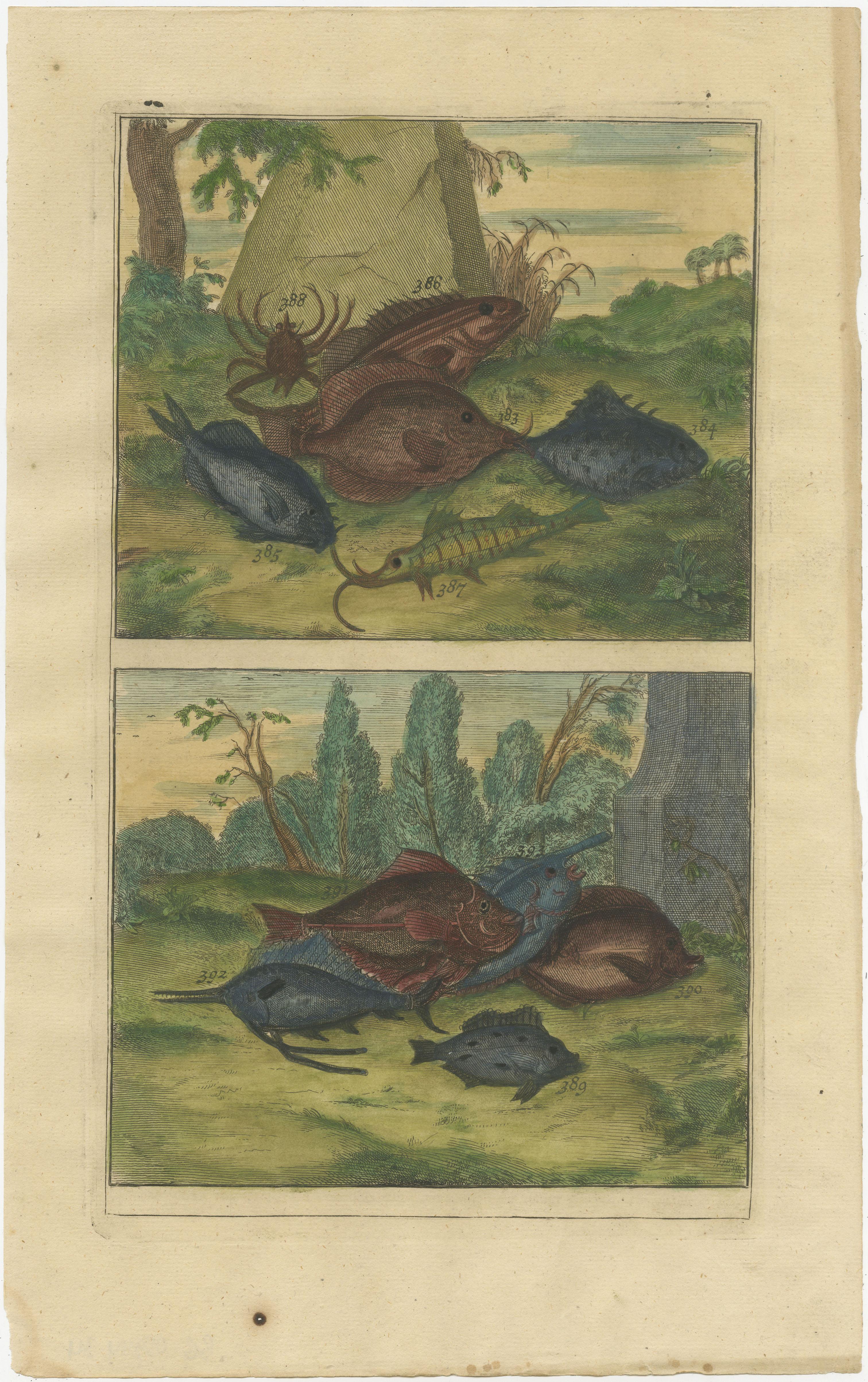 Ensemble de douze gravures anciennes de divers poissons et crustacés. Ces impressions proviennent de 'Oud en Nieuw Oost-Indiën' de F. Valentijn.

François Valentyn ou Valentijn (17 avril 1666 - 6 août 1727) était un pasteur calviniste néerlandais,