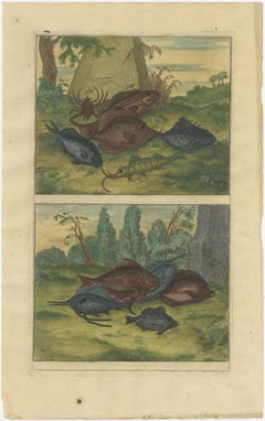 Set of 12 Colored Antique Prints of Various Fishes and Crustaceans