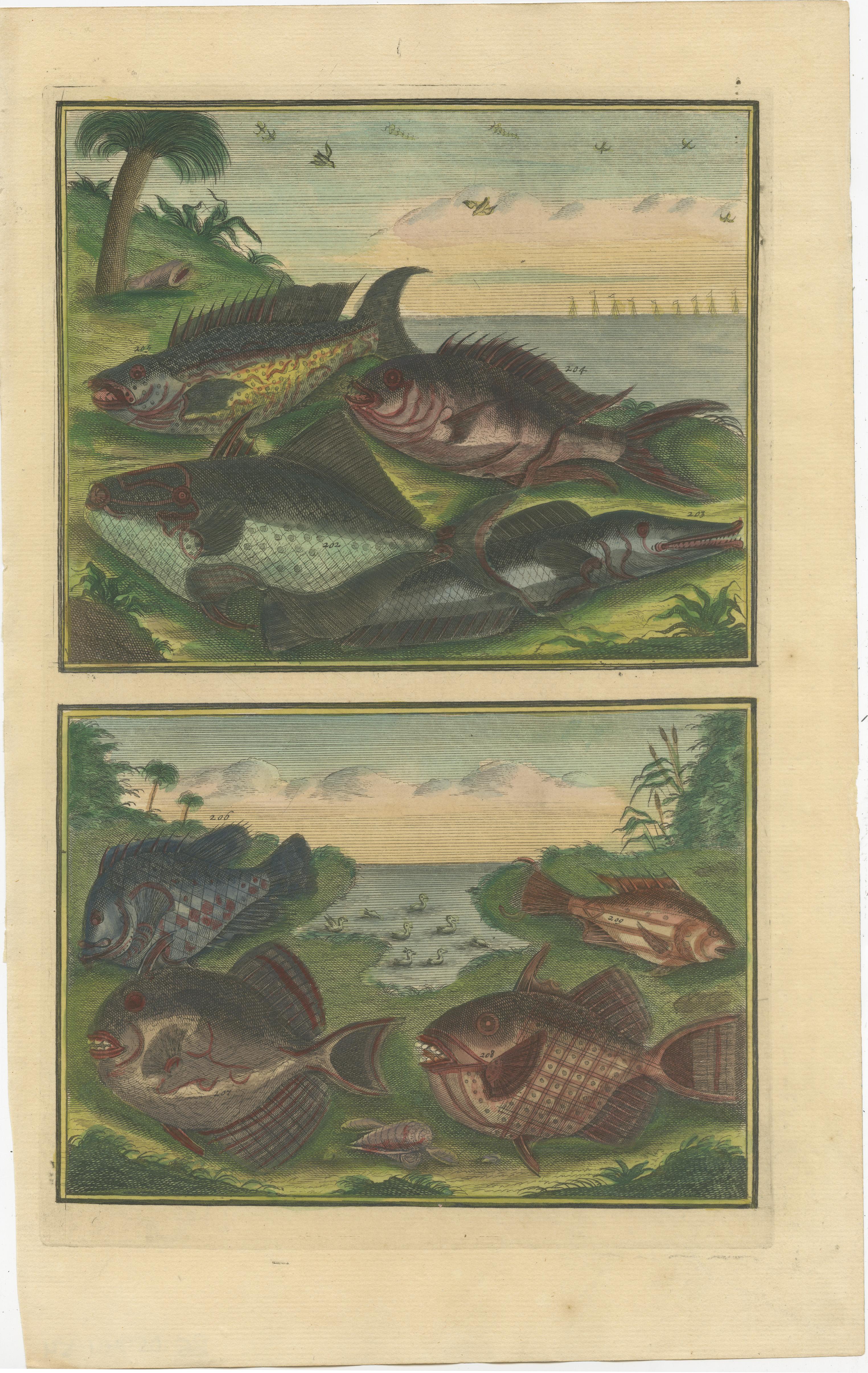 Set of 12 Colored Antique Prints of Various Fishes and Crustaceans In Good Condition For Sale In Langweer, NL