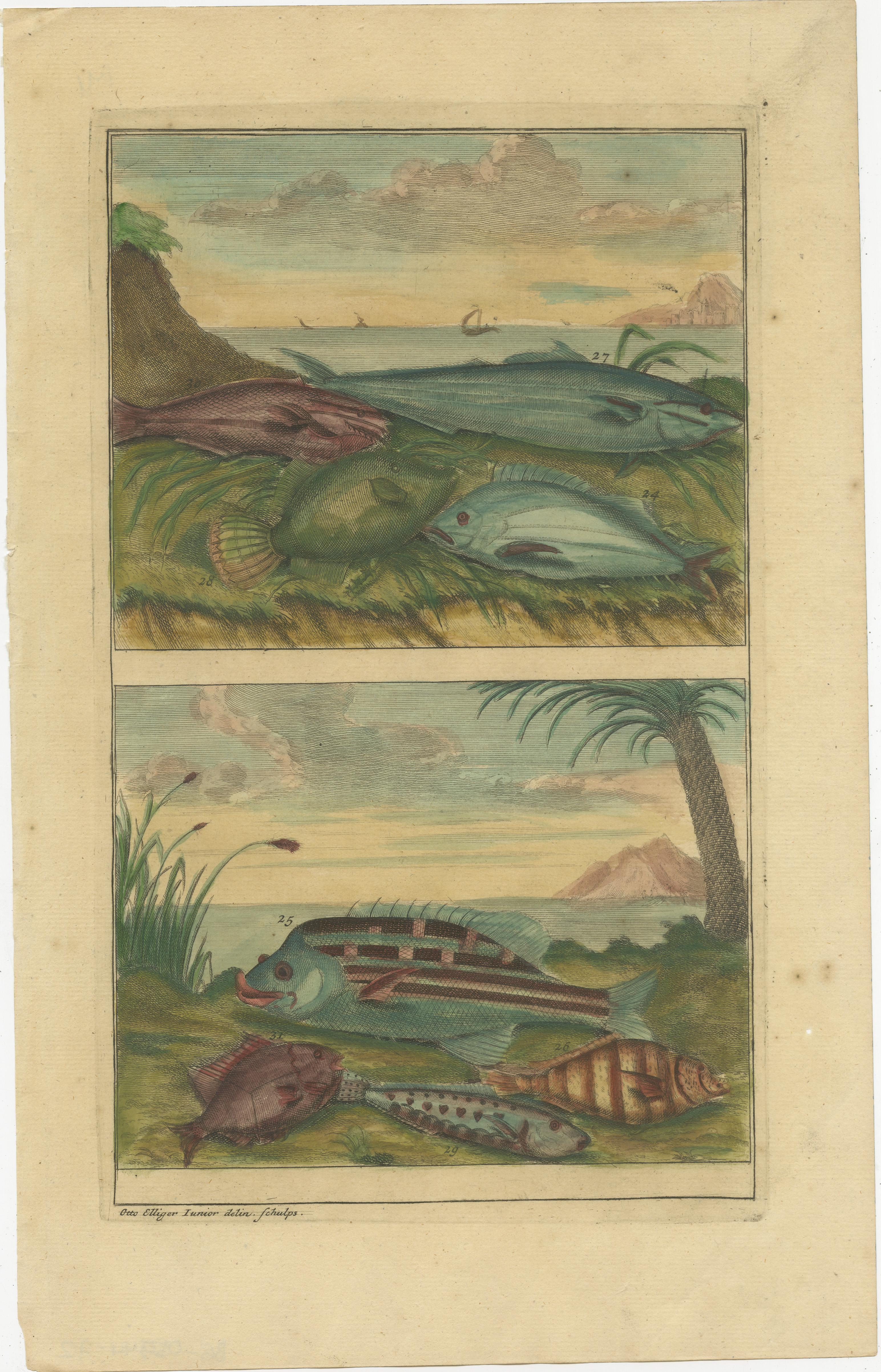 XVIIIe siècle Ensemble de 12 tirages anciens colors reprsentant divers poissons et crustaces en vente