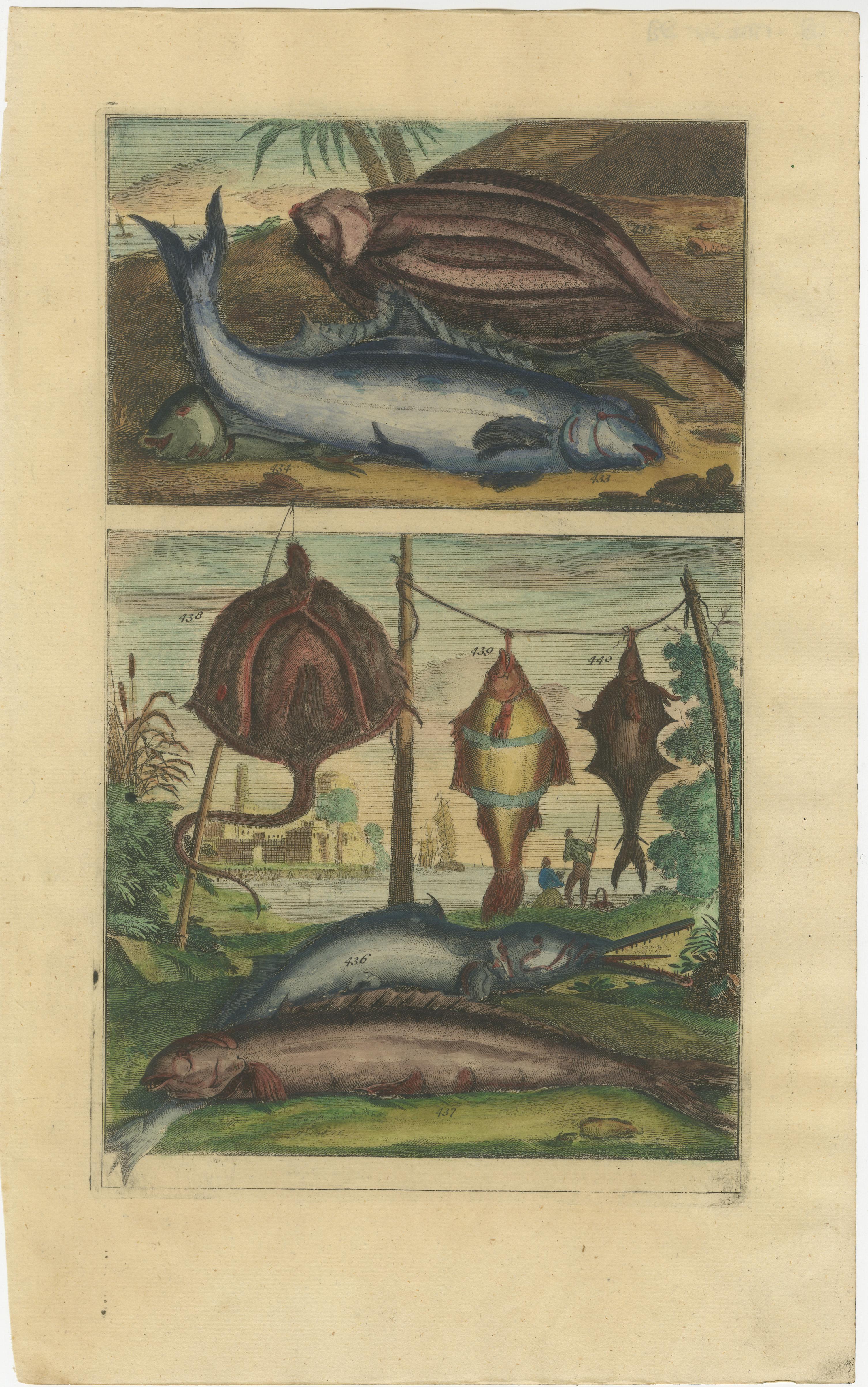 Set of 12 Colored Antique Prints of Various Fishes and Crustaceans For Sale 1