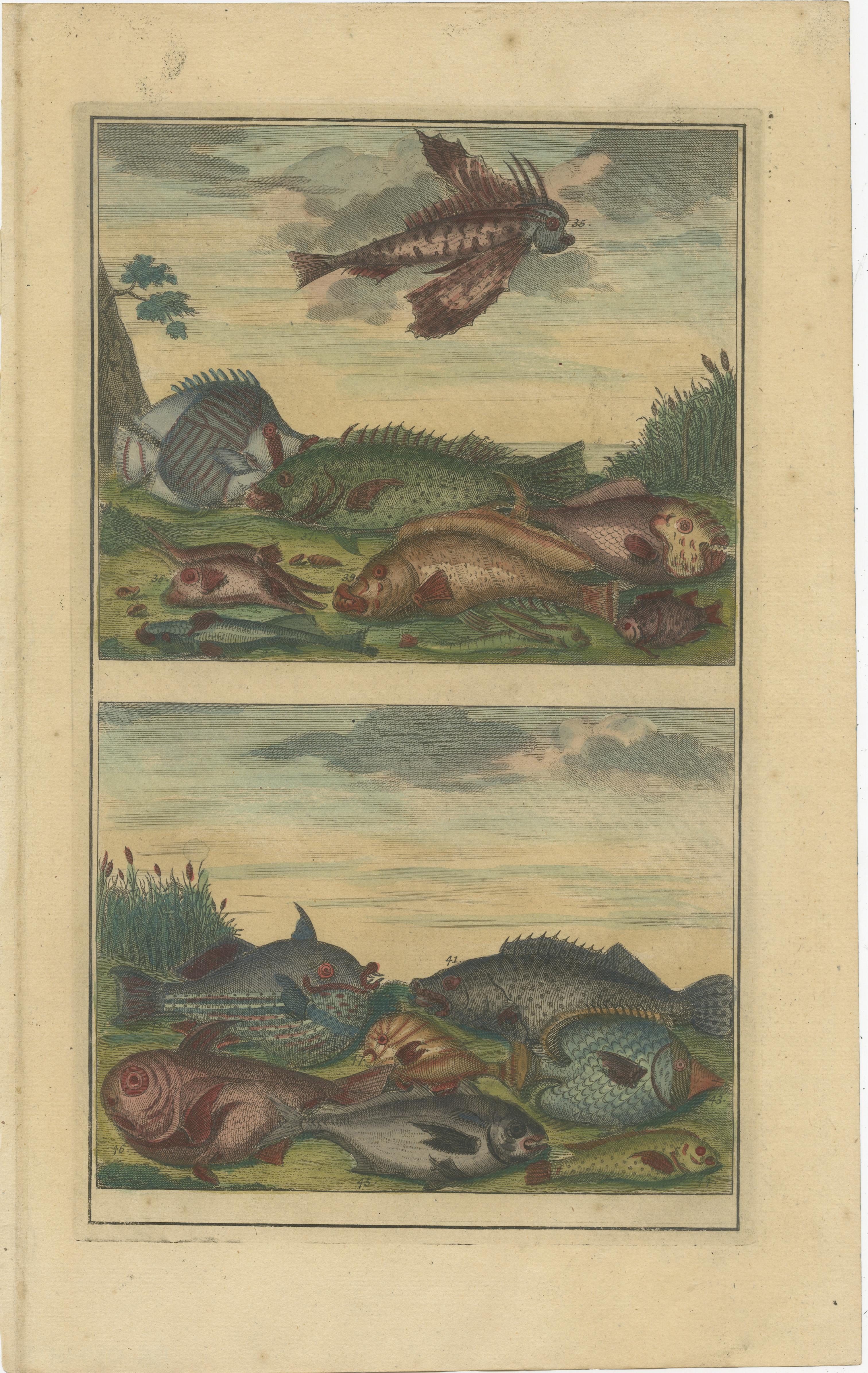 Set von 12 farbigen antiken Drucken von verschiedenen Fischen und Kreuzblumen im Angebot 4
