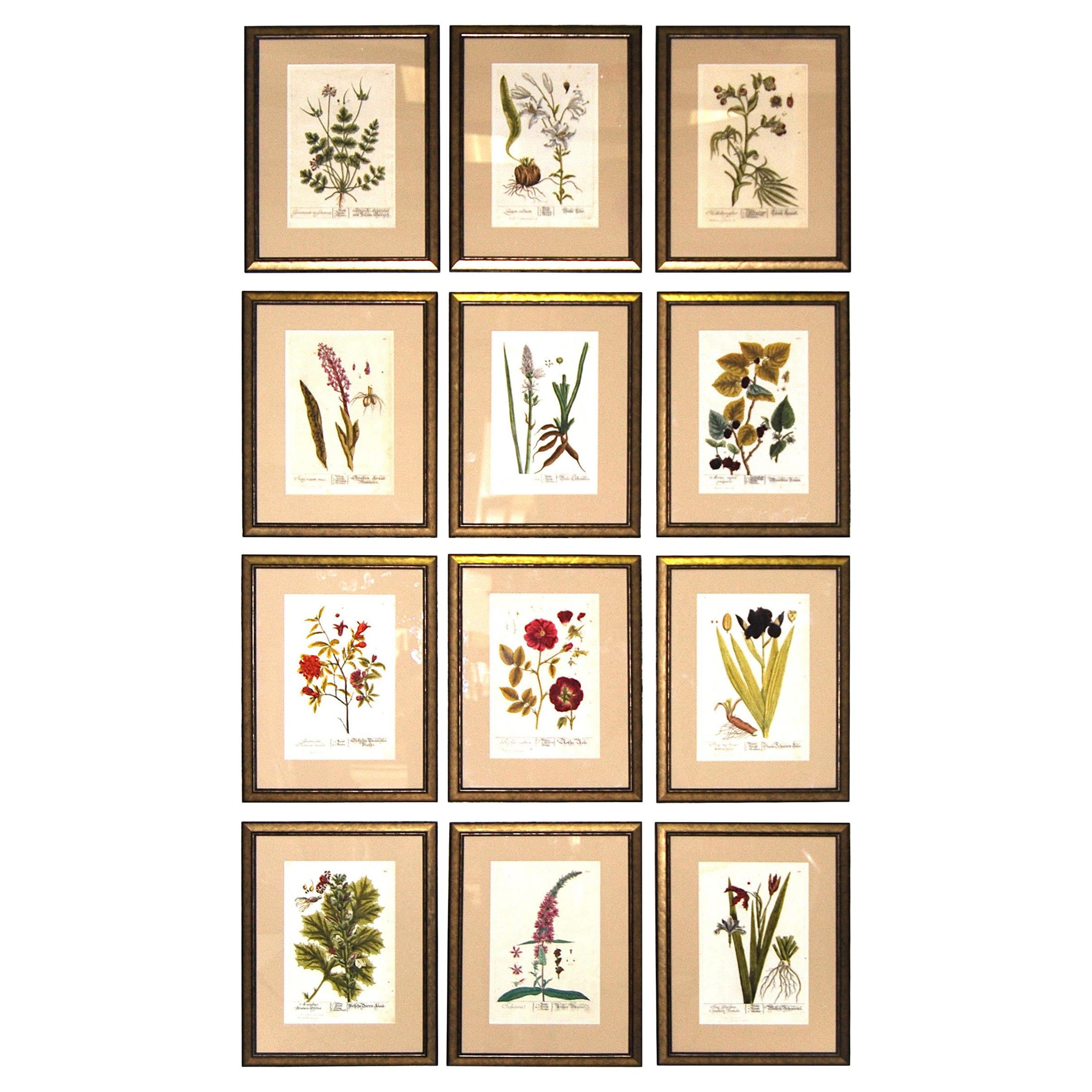 Set of 12 Elizabeth Blackwell Botanical Engravings