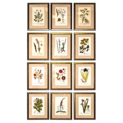 Set of 12 Elizabeth Blackwell Botanical Engravings