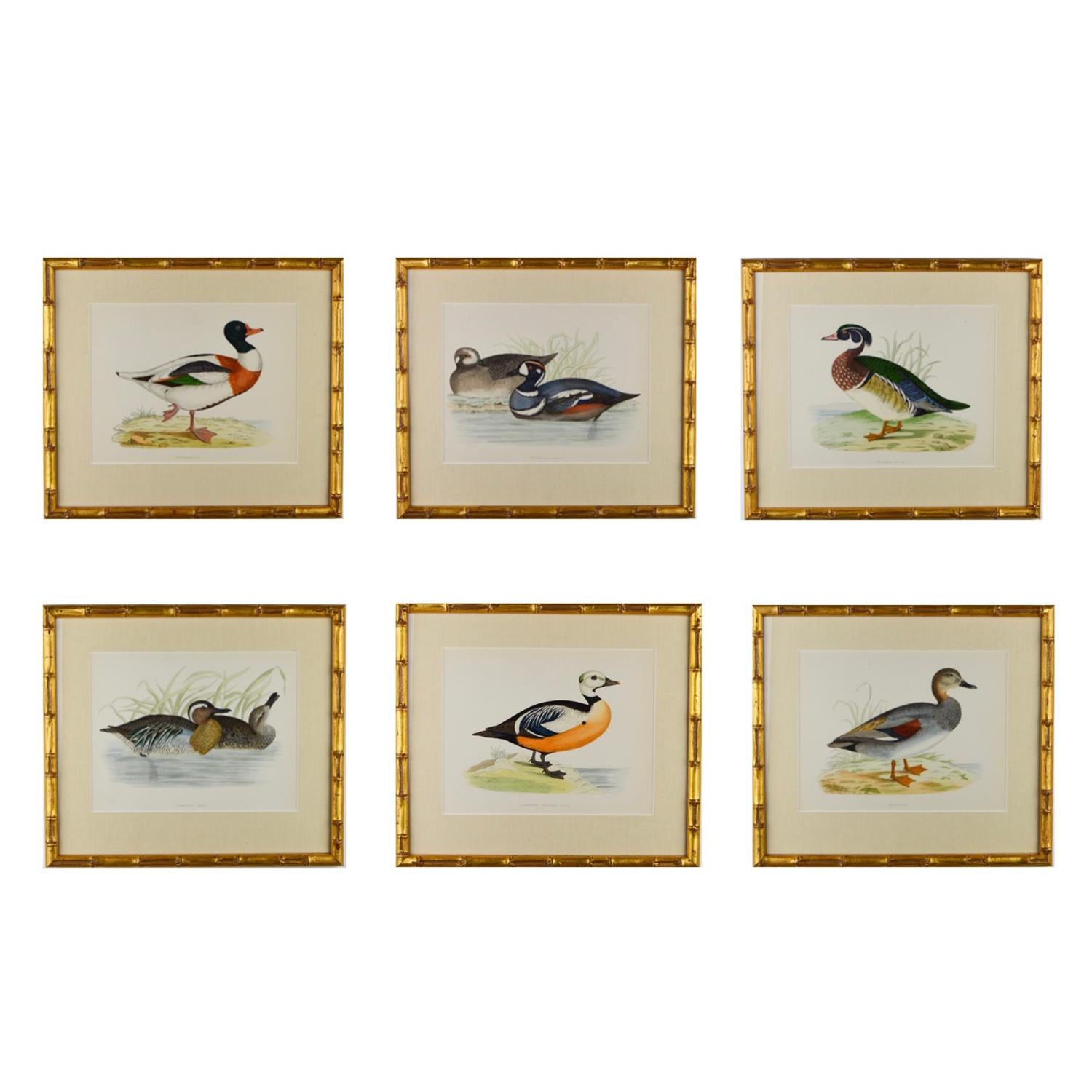 English Set of 12 Engravings of Ducks
