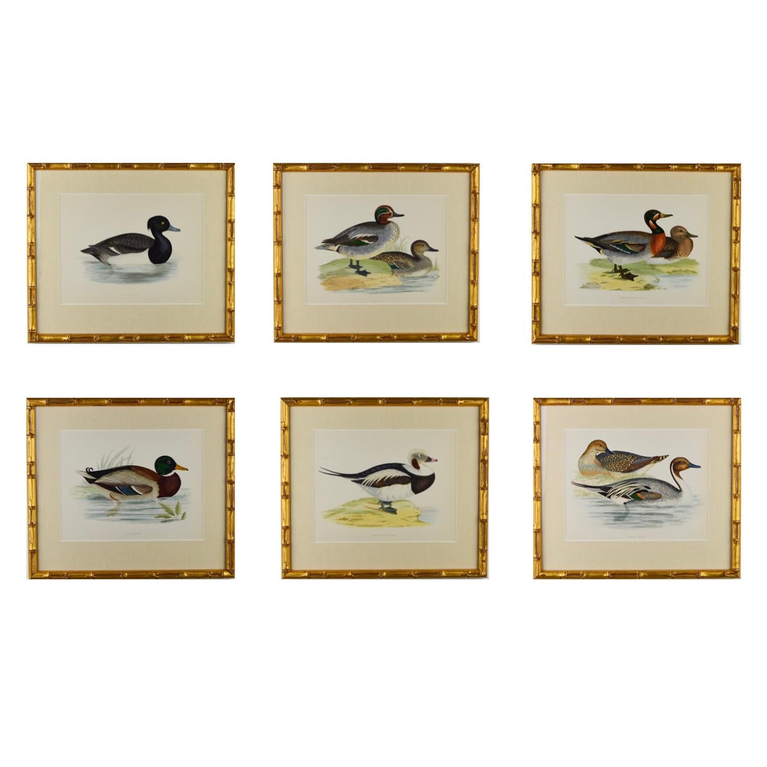 Set of 12 Engravings of Ducks In Good Condition In Tetbury, Gloucestershire