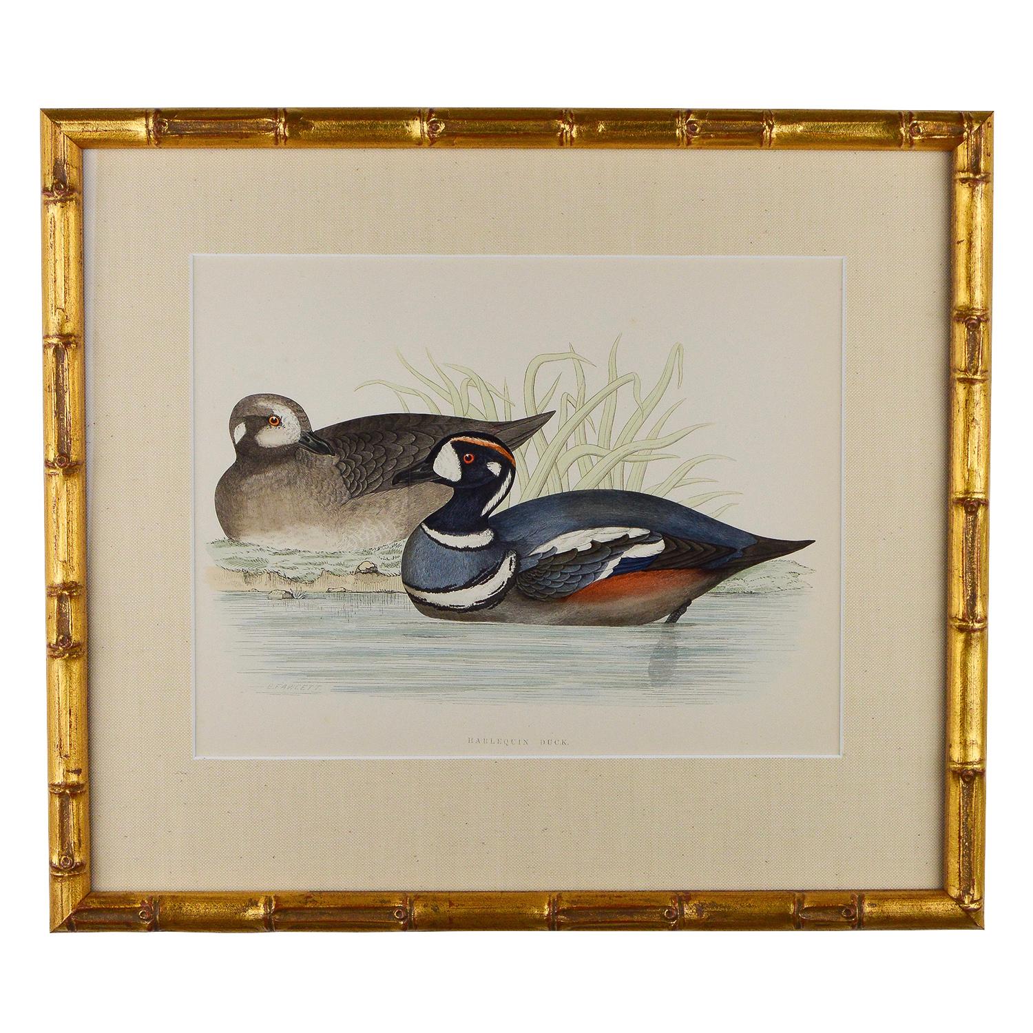 19th Century Set of 12 Engravings of Ducks