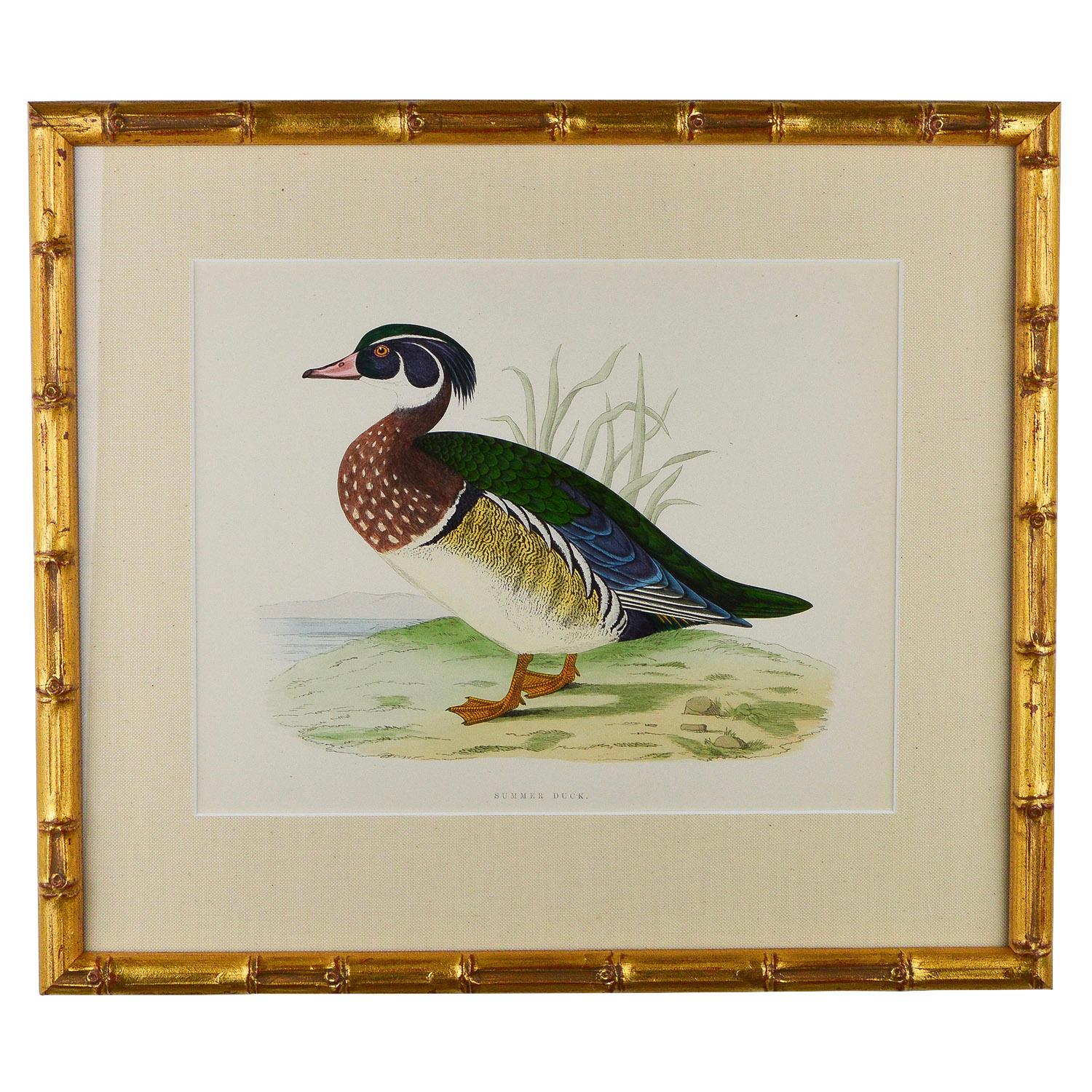 Set of 12 Engravings of Ducks 2