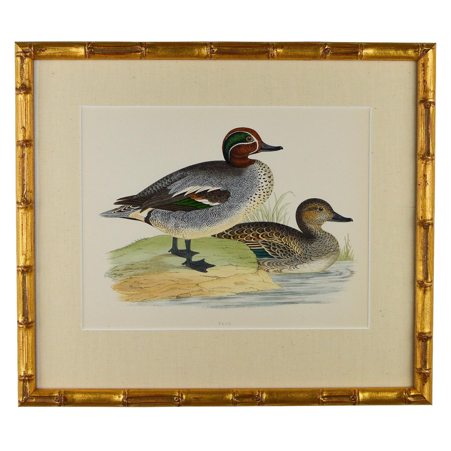 Set of 12 Engravings of Ducks 3
