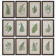 Set of 12 Ferns by Anne Pratt