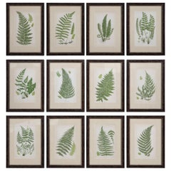 Set of 12 Ferns by Anne Pratt