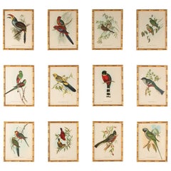 Set of 12 Hand Colored Exotic Bird Lithographs